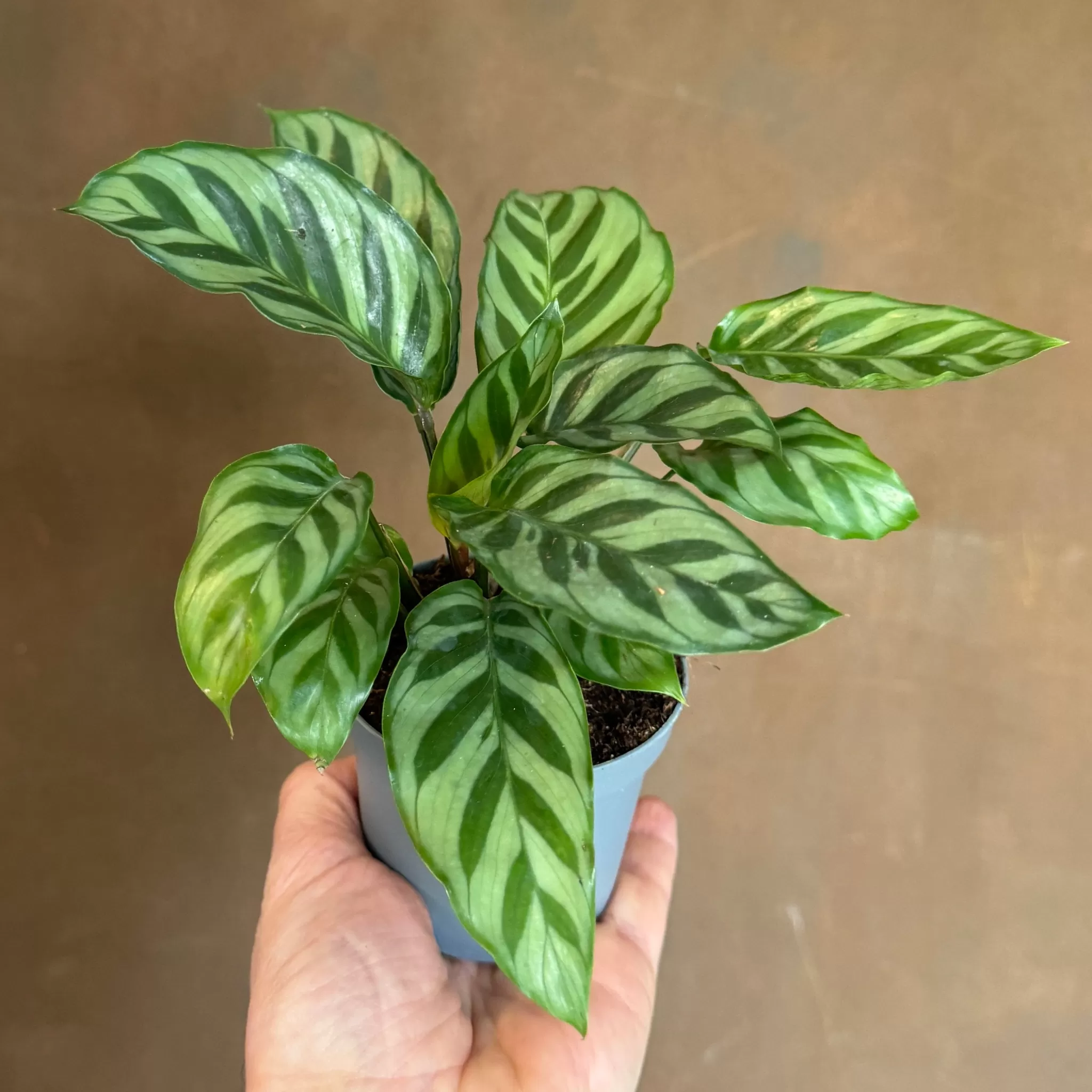grow urban Calathea ‘Freddie’ (9cm Pot)- Calathea | Pet Friendly