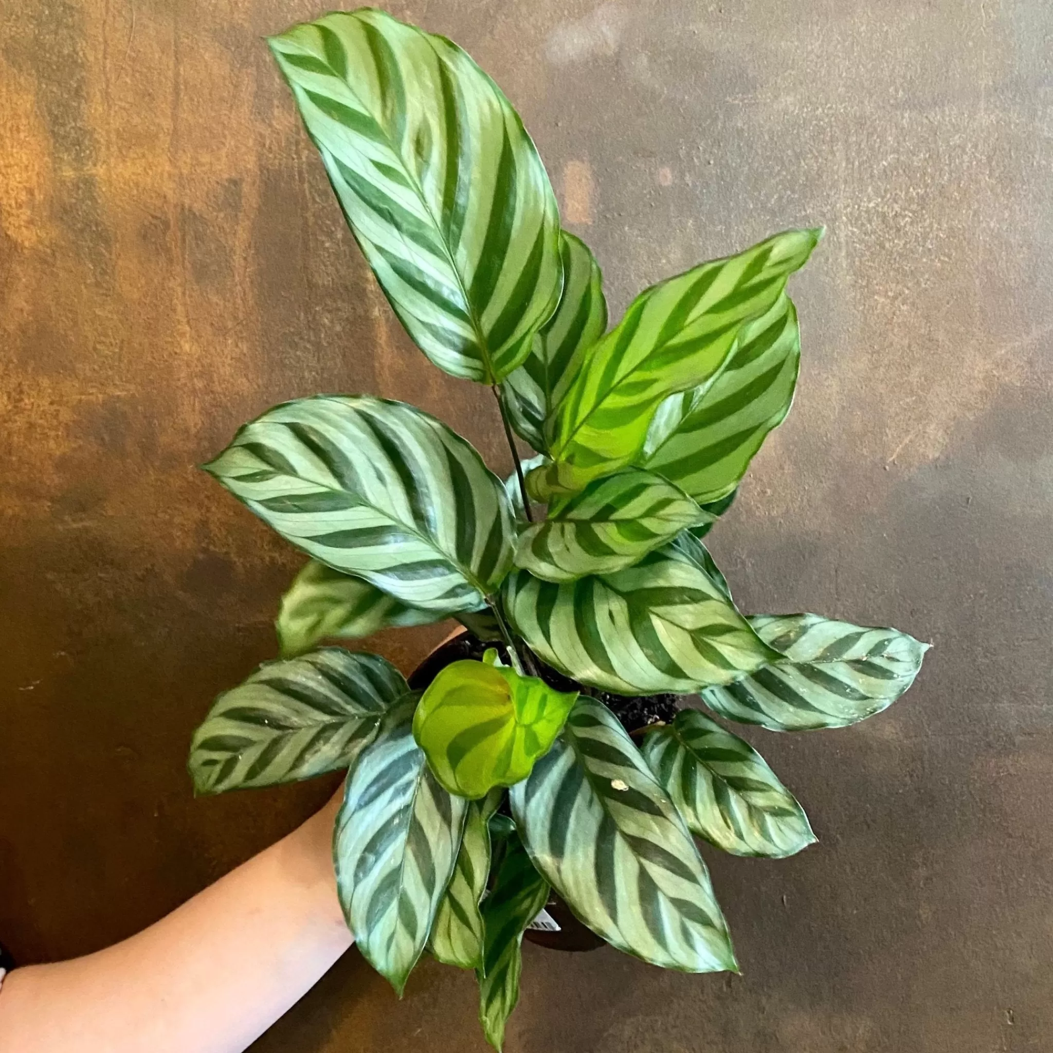 grow urban Calathea ‘Freddie’ (11cm Pot)- Calathea