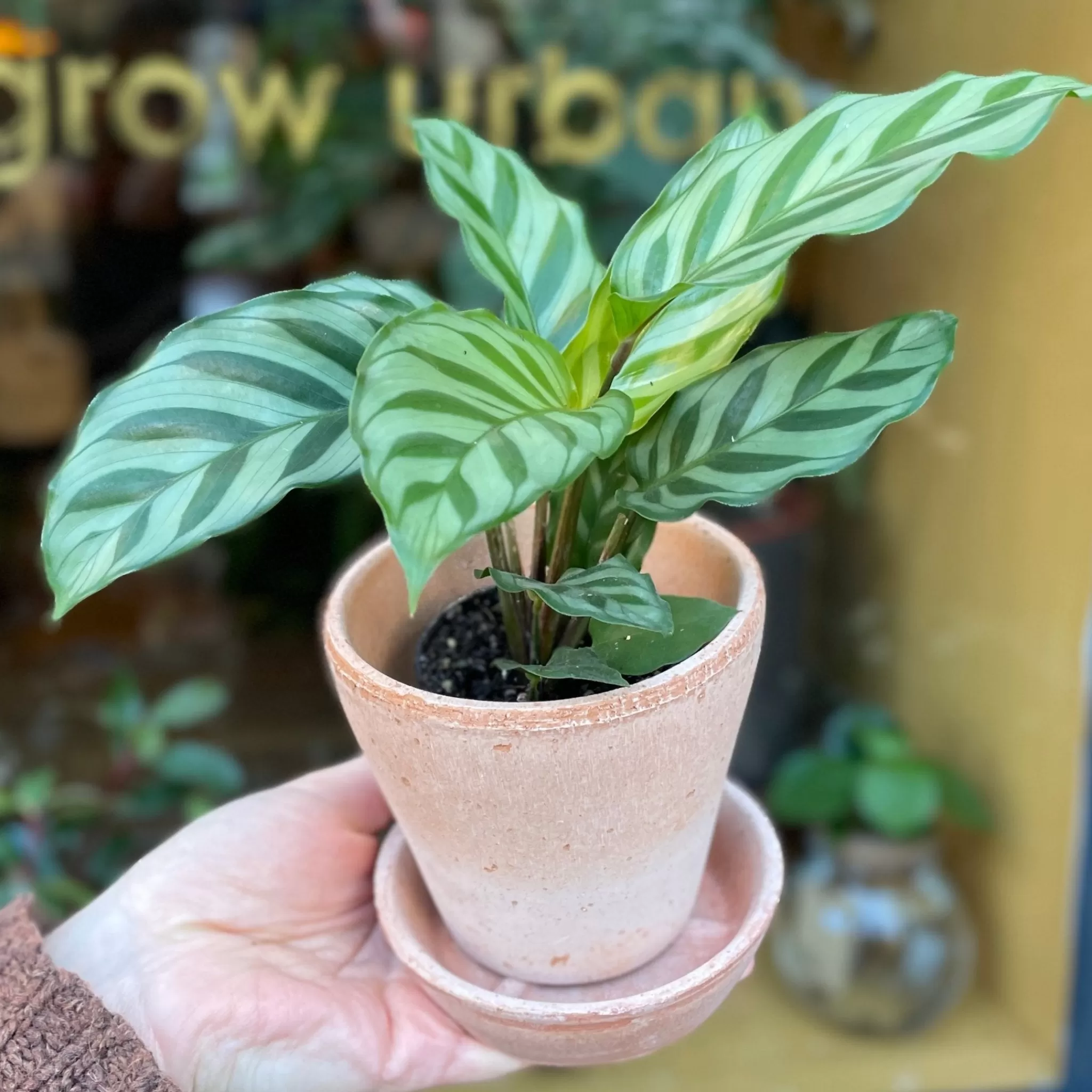grow urban Calathea ‘Freddie’ (7cm Pot)- Calathea