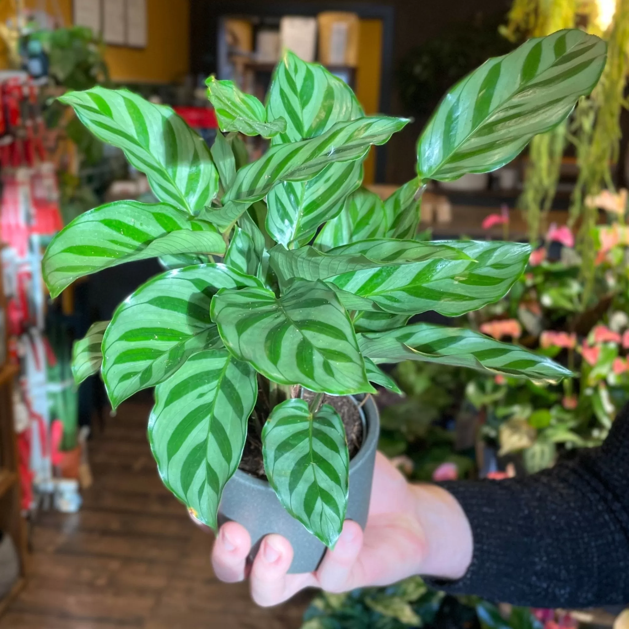 grow urban Calathea ‘Freddie’ (9cm Pot)- Calathea | Pet Friendly