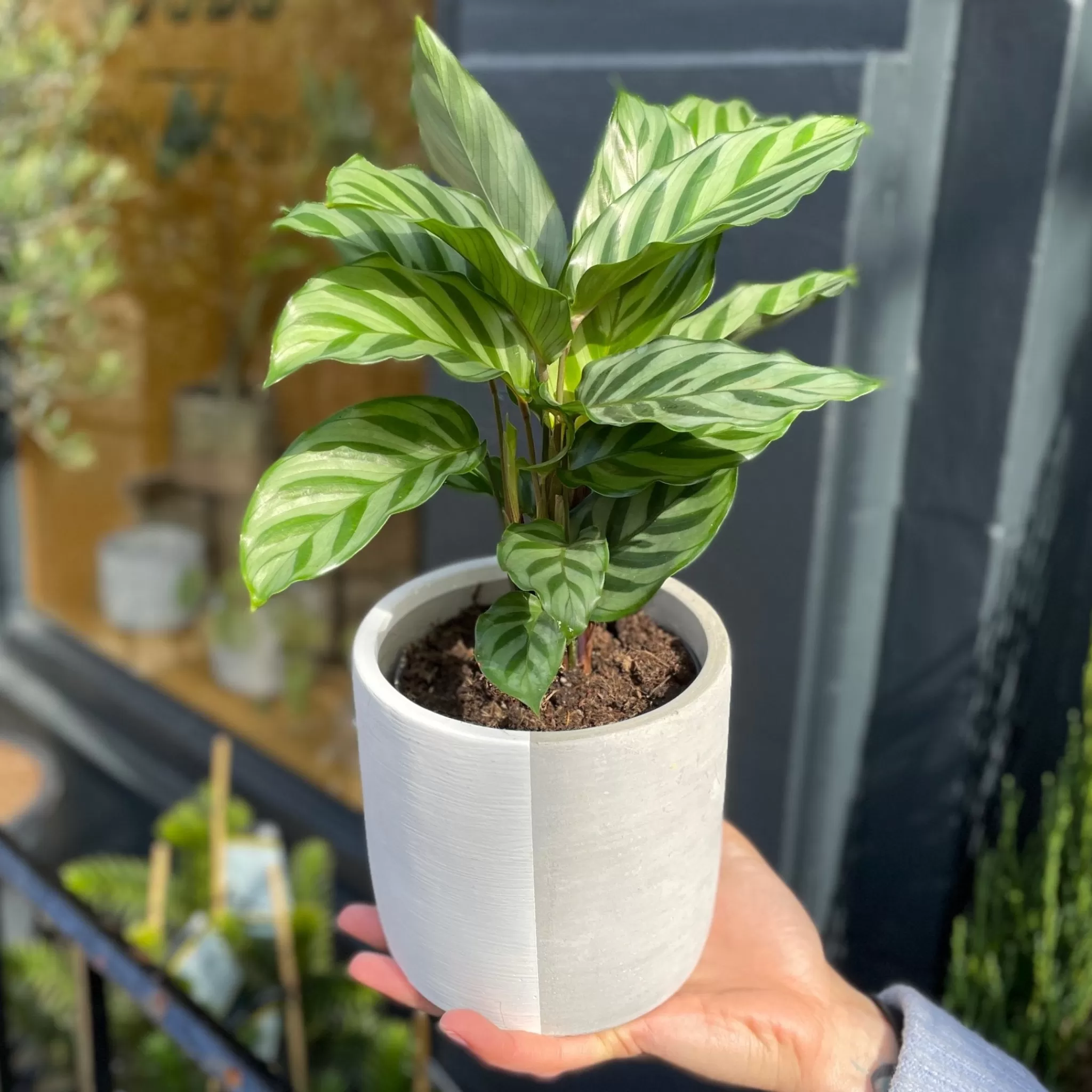 grow urban Calathea ‘Freddie’ (11cm Pot)- Calathea
