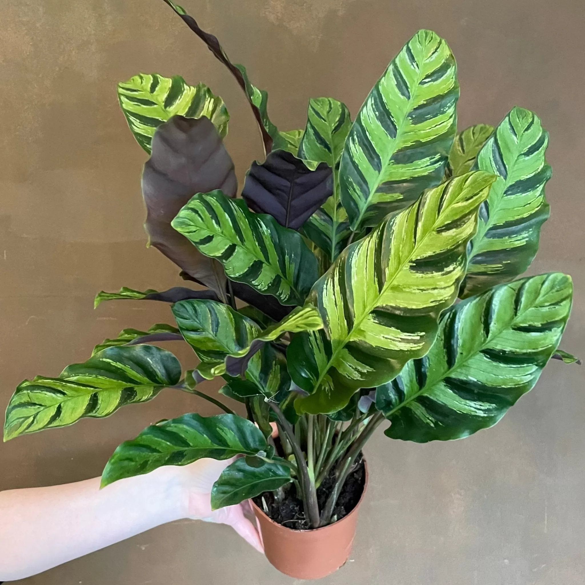 grow urban Calathea ‘Greenstar’- Calathea