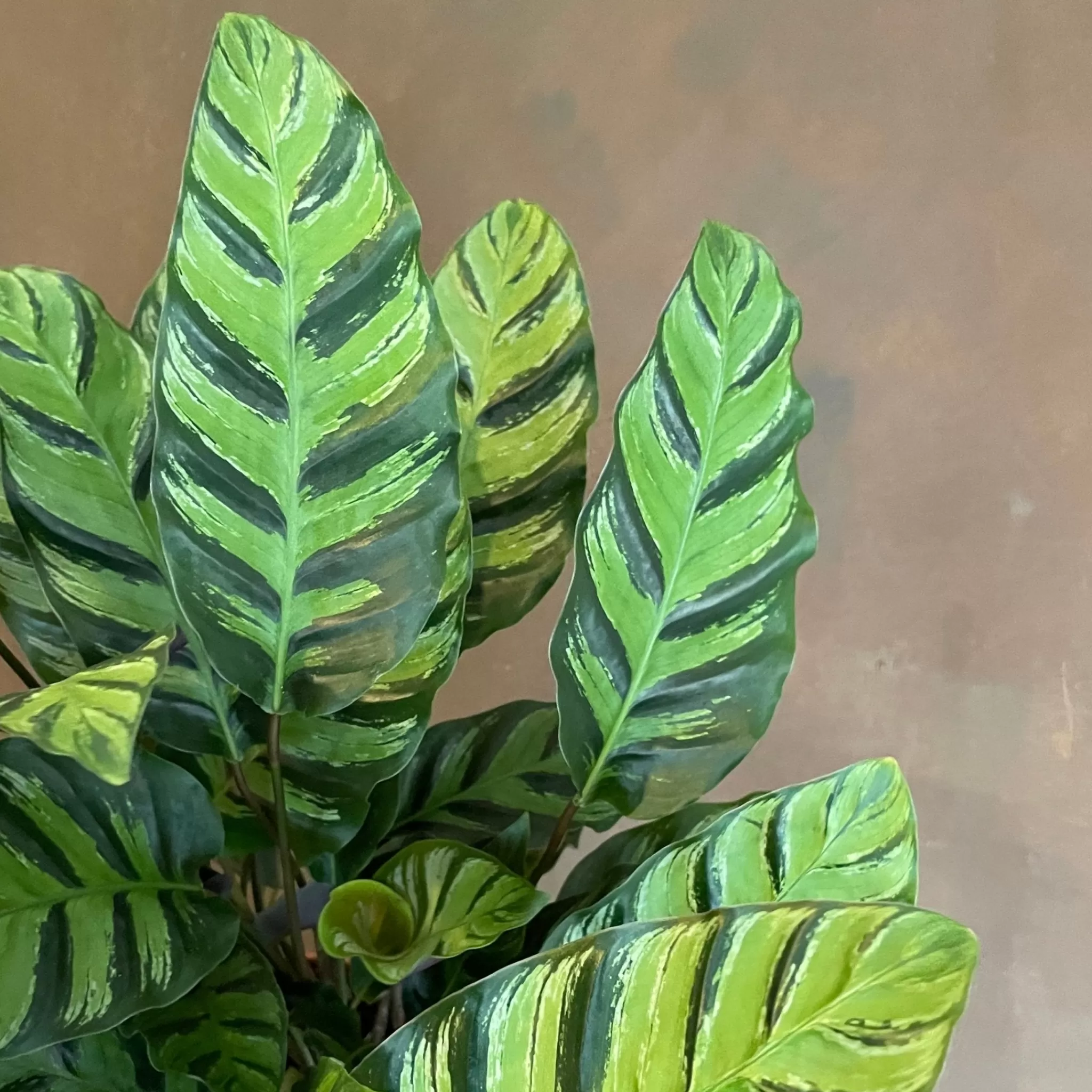 grow urban Calathea ‘Greenstar’- Calathea