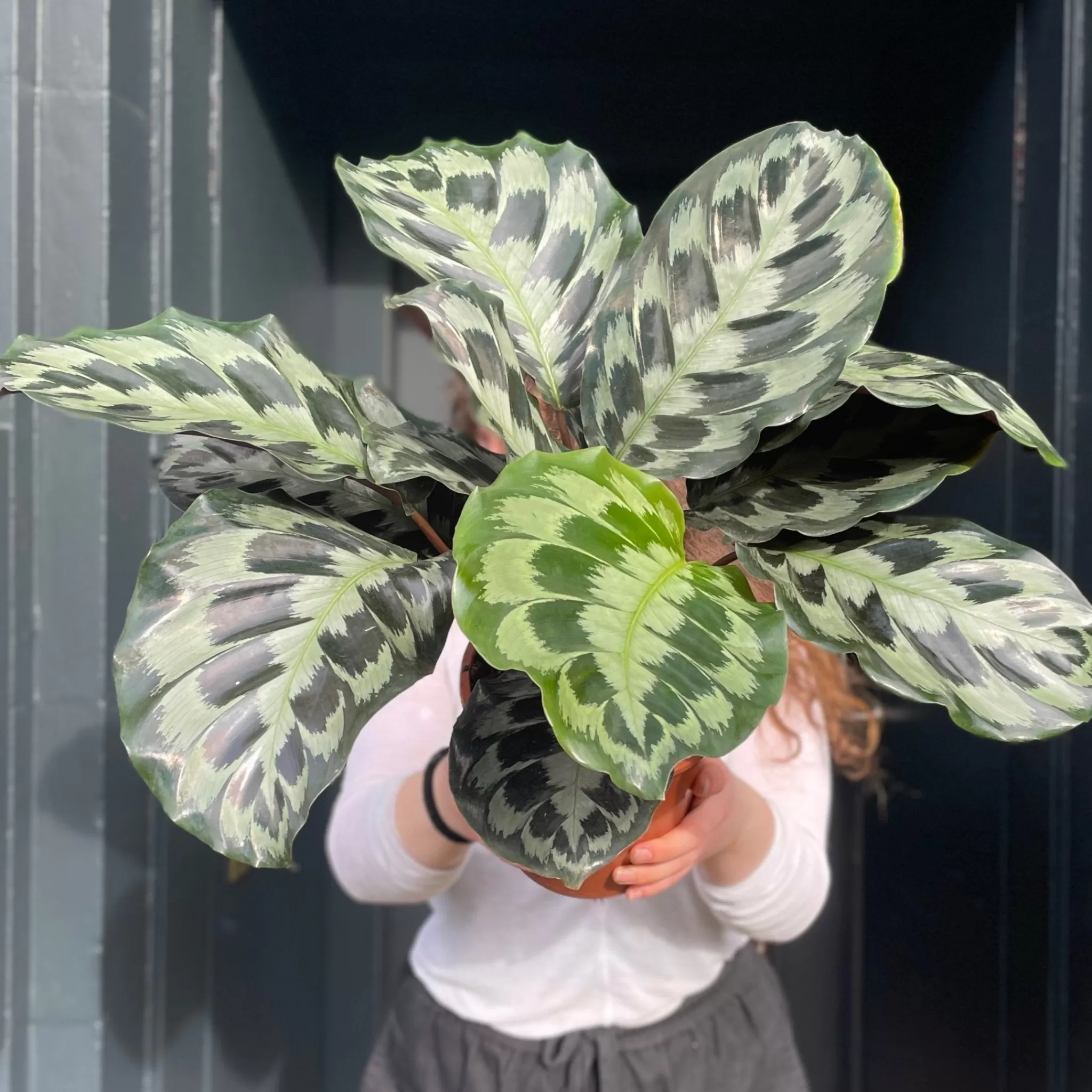 grow urban Calathea 'Helen Kennedy'- Calathea