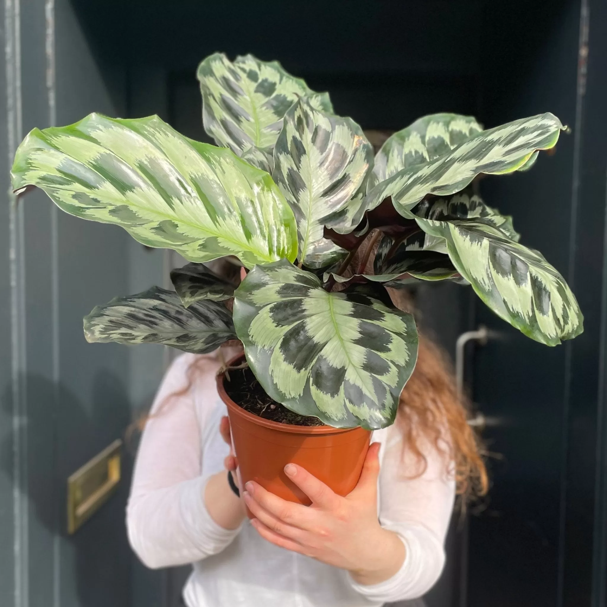 grow urban Calathea 'Helen Kennedy'- Calathea