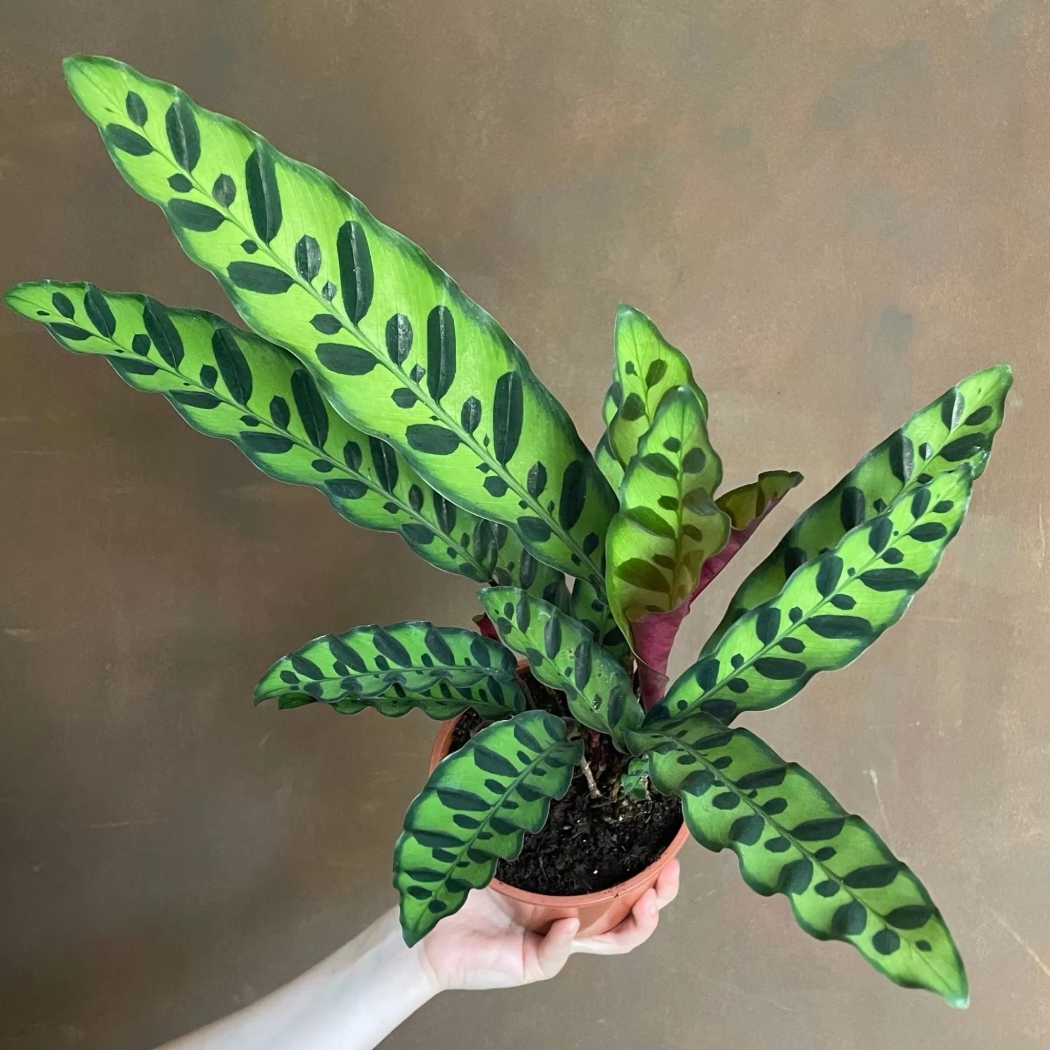 grow urban Calathea Lancifolia- Calathea | Pet Friendly