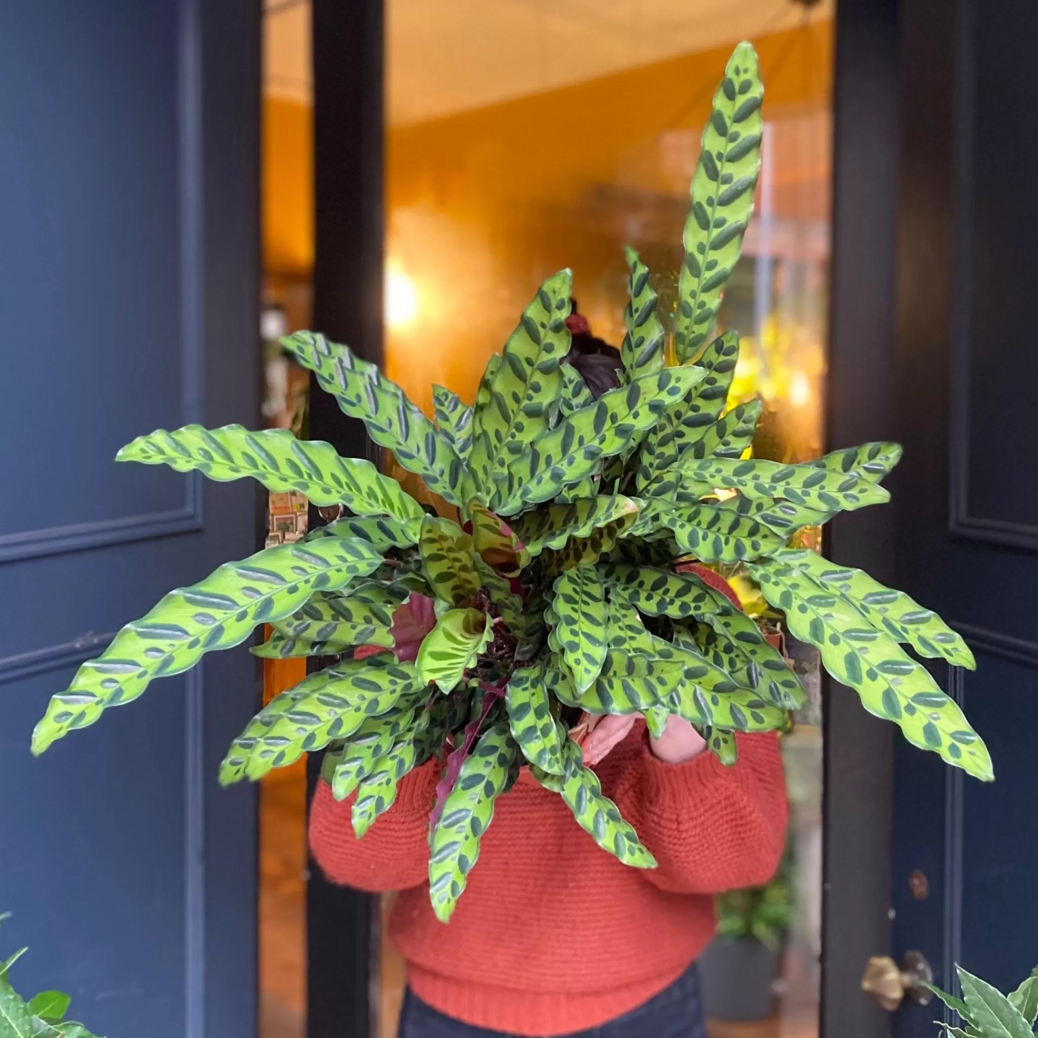 grow urban Calathea Lancifolia- Calathea | Pet Friendly