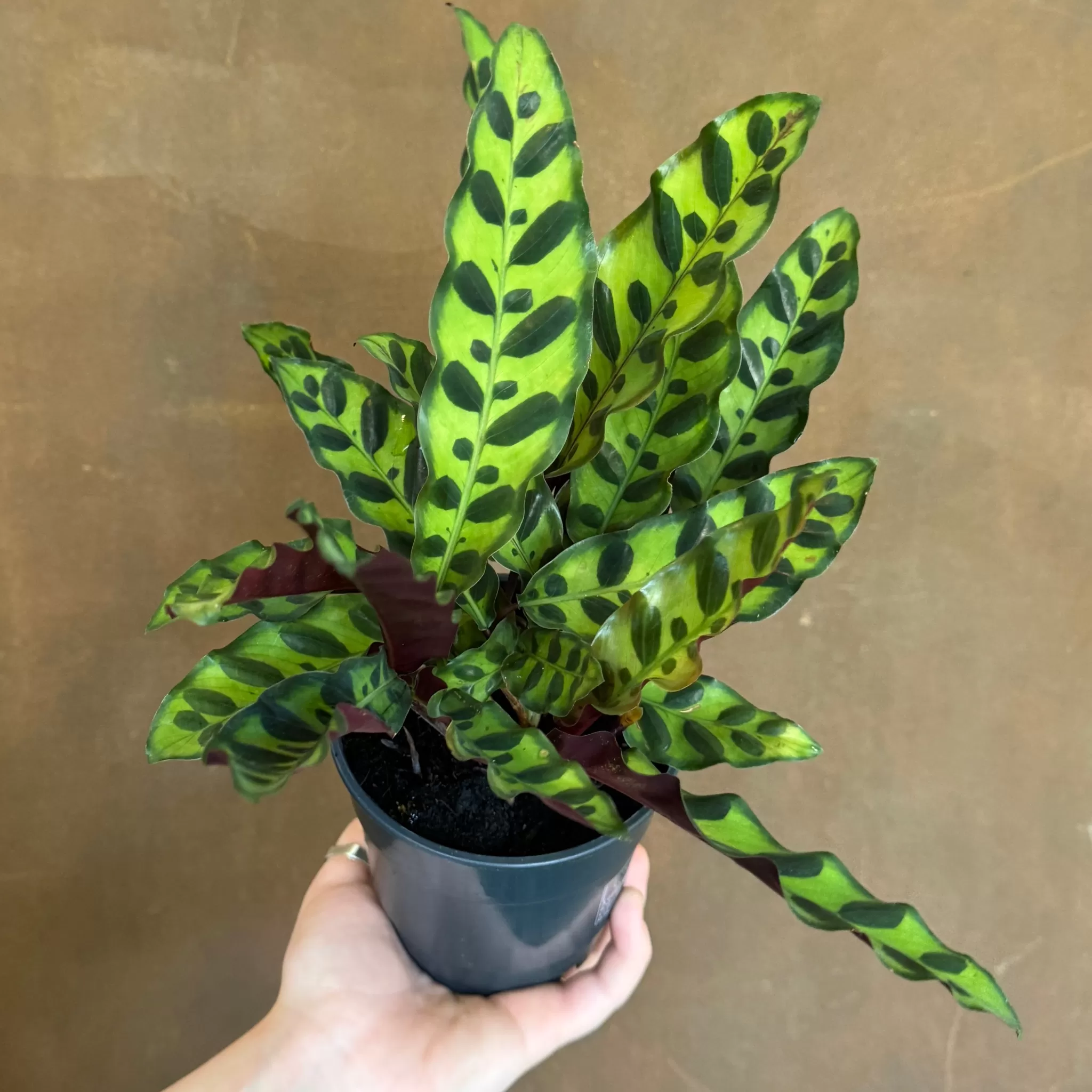 grow urban Calathea Lancifolia (12cm Pot)- Calathea