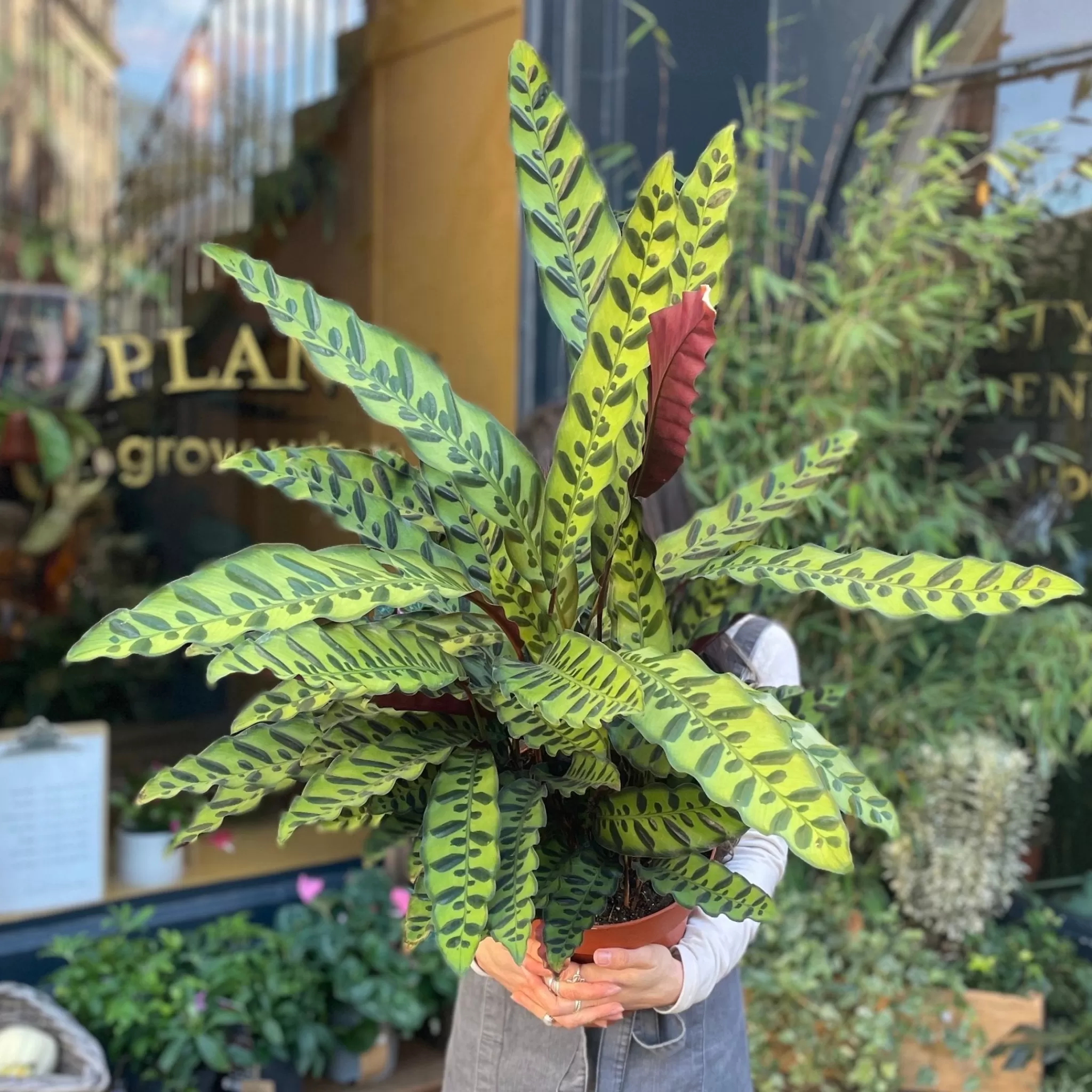 grow urban Calathea Lancifolia (24cm Pot)- Calathea
