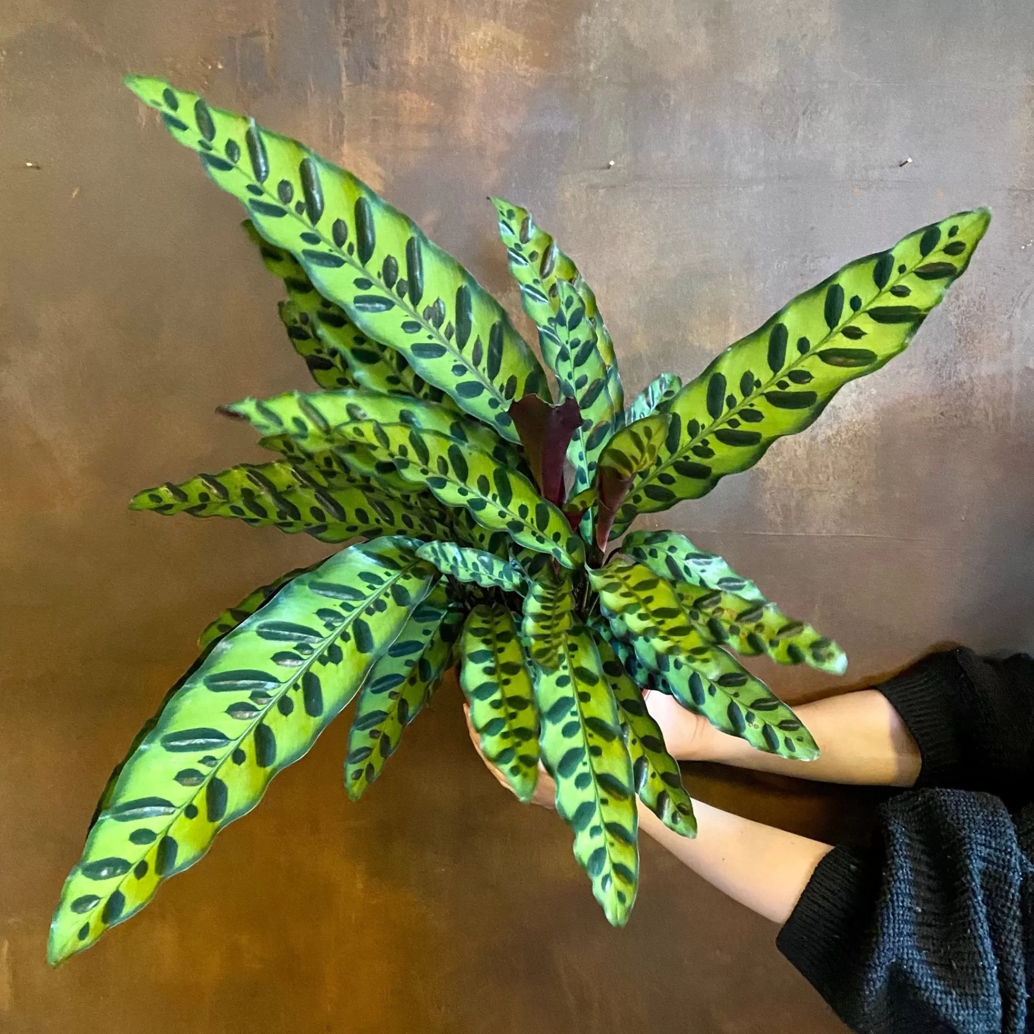 grow urban Calathea Lancifolia (17cm Pot)- Calathea