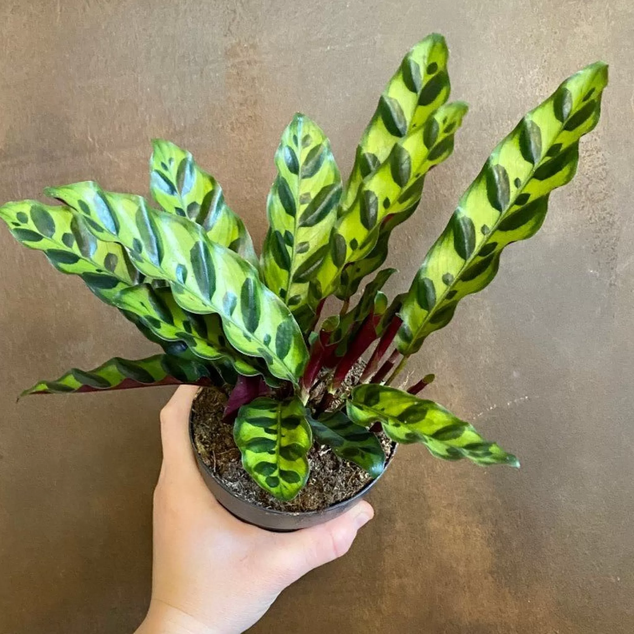 grow urban Calathea Lancifolia (11cm Pot)- Calathea