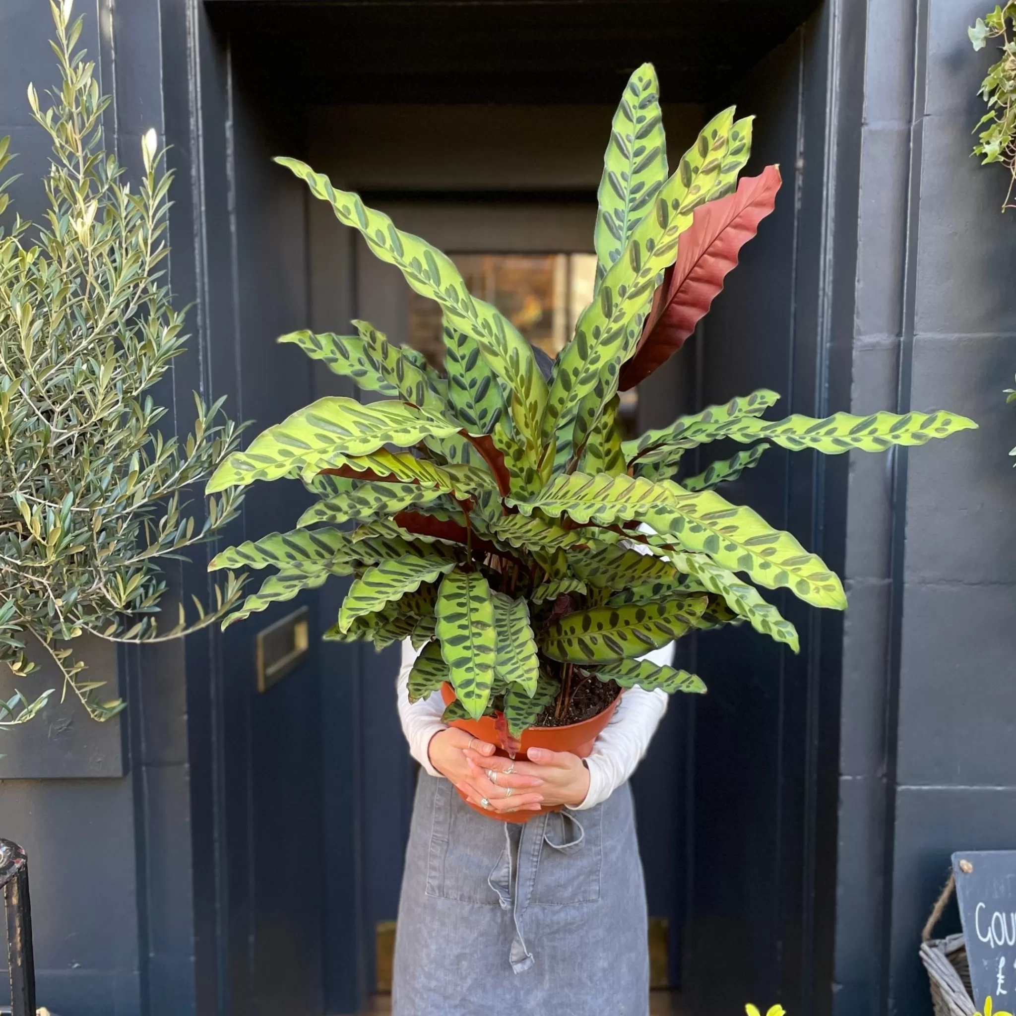 grow urban Calathea Lancifolia (24cm Pot)- Calathea