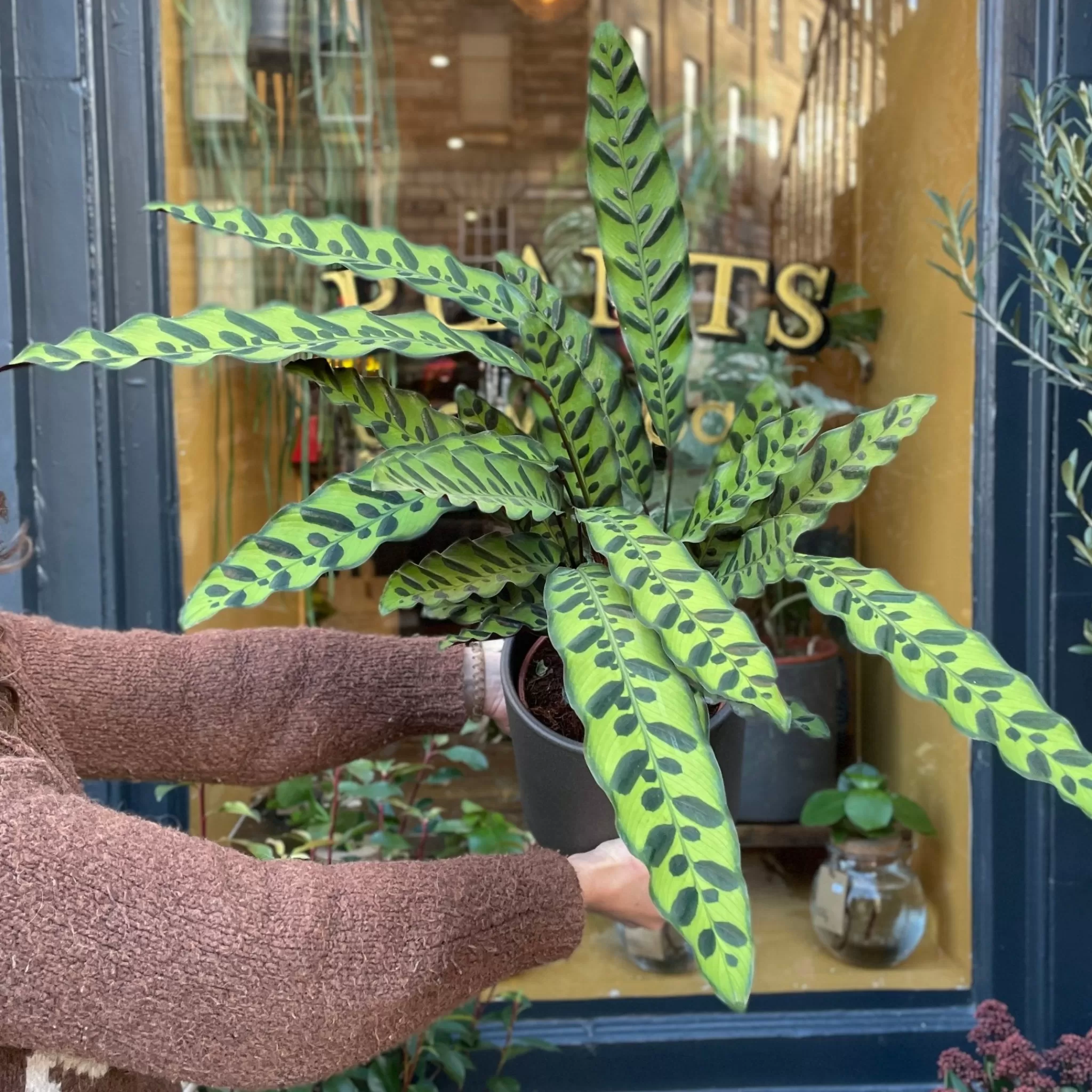 grow urban Calathea Lancifolia (17cm Pot)- Calathea