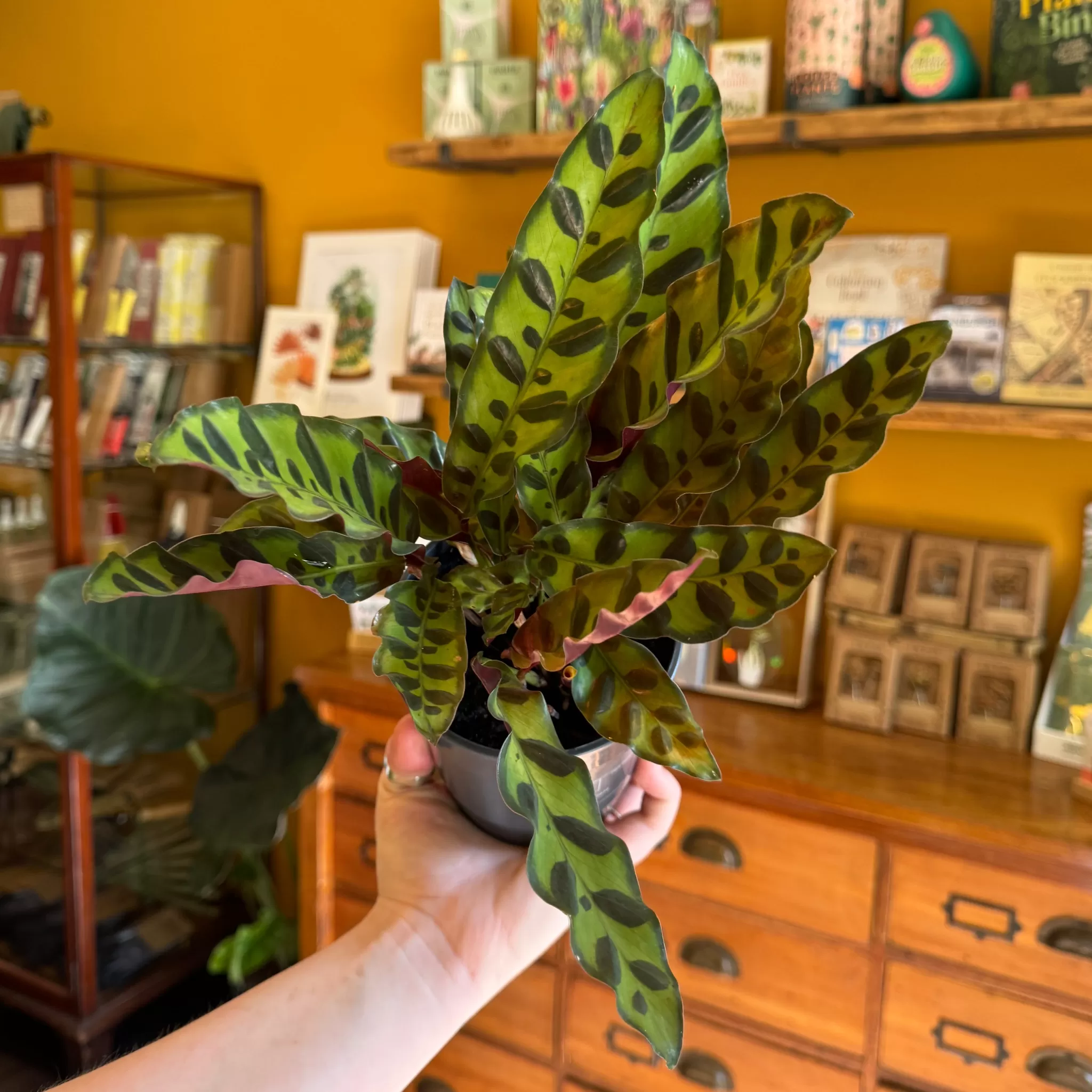 grow urban Calathea Lancifolia (12cm Pot)- Calathea