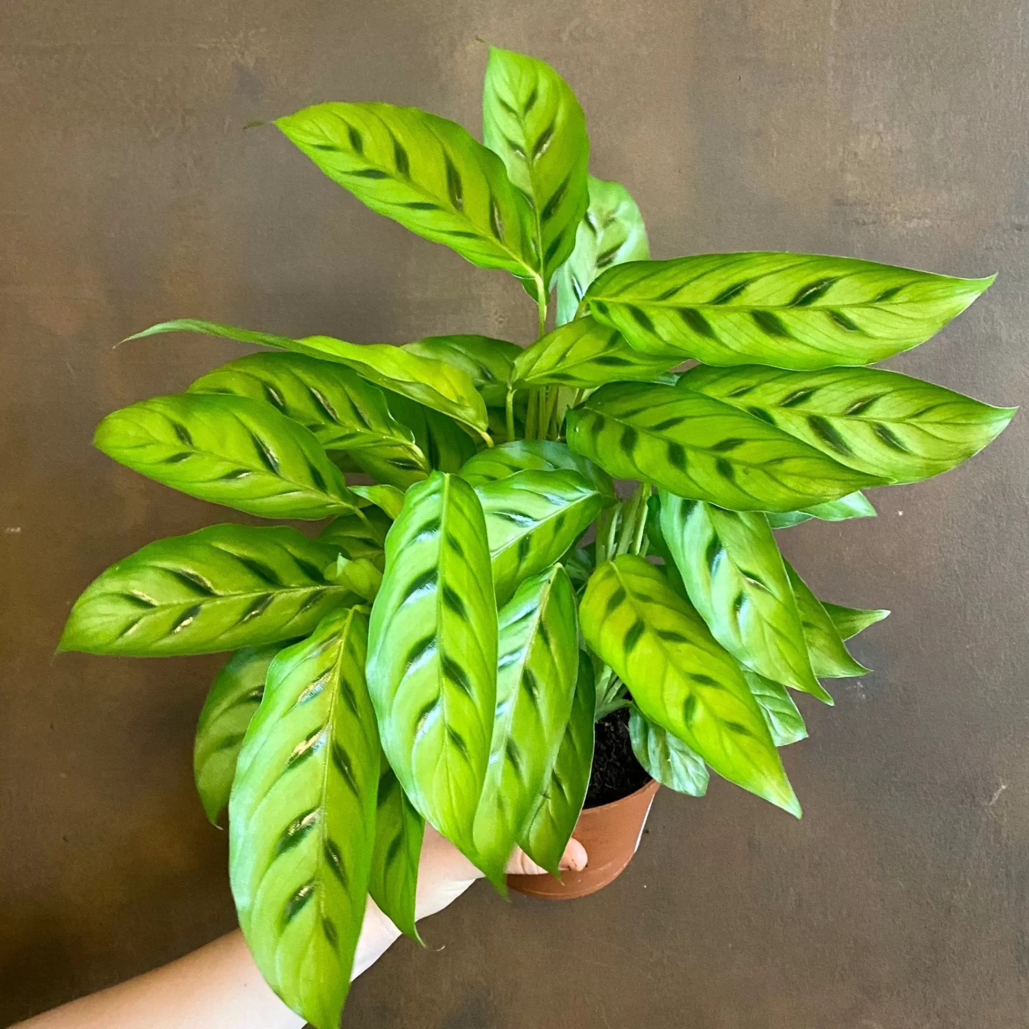 grow urban Calathea Leopardina- Calathea