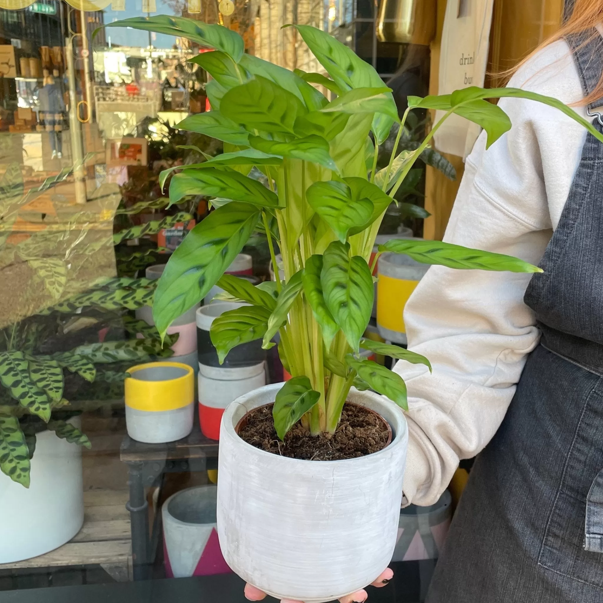 grow urban Calathea Leopardina- Calathea