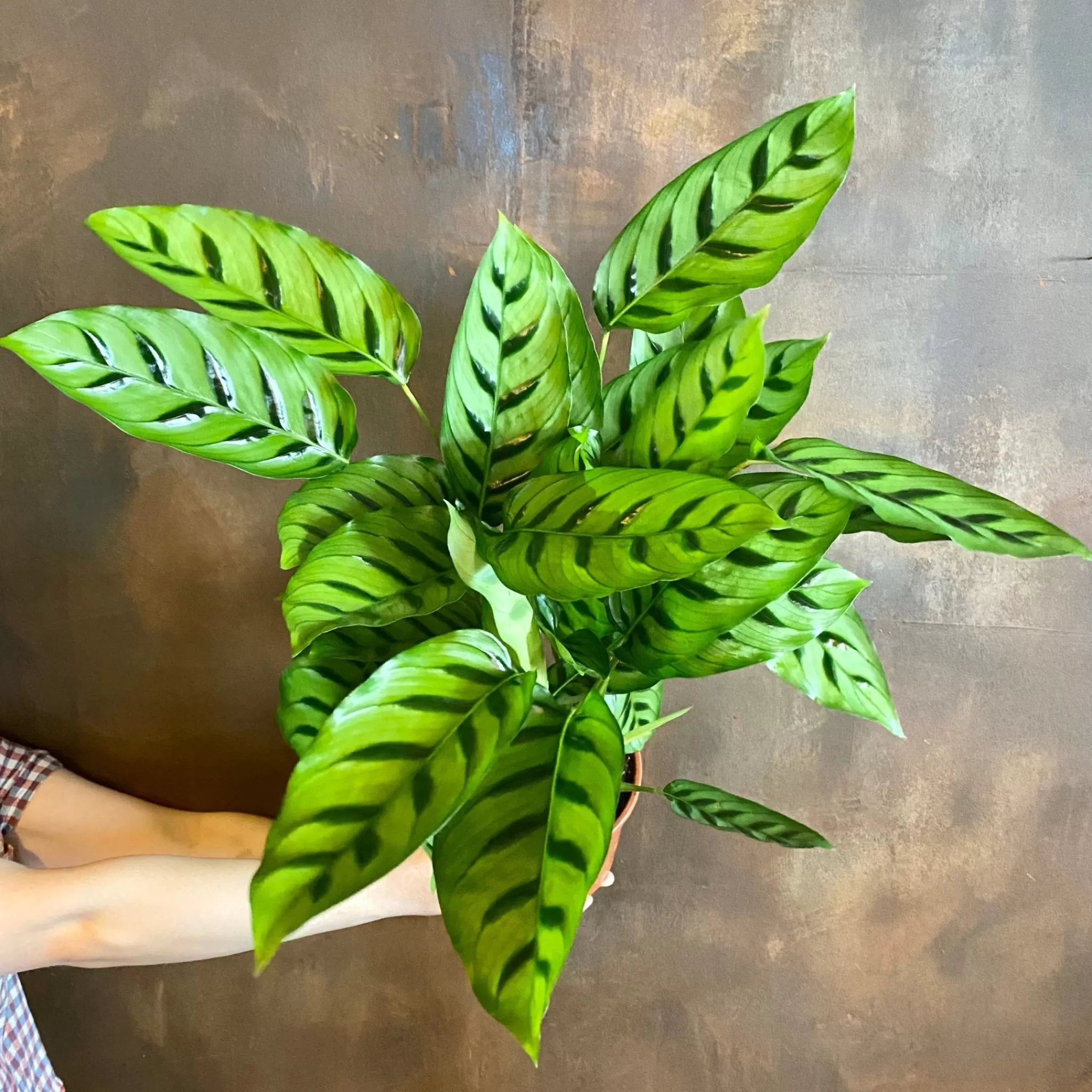 grow urban Calathea Leopardina (17cm Pot)- Calathea