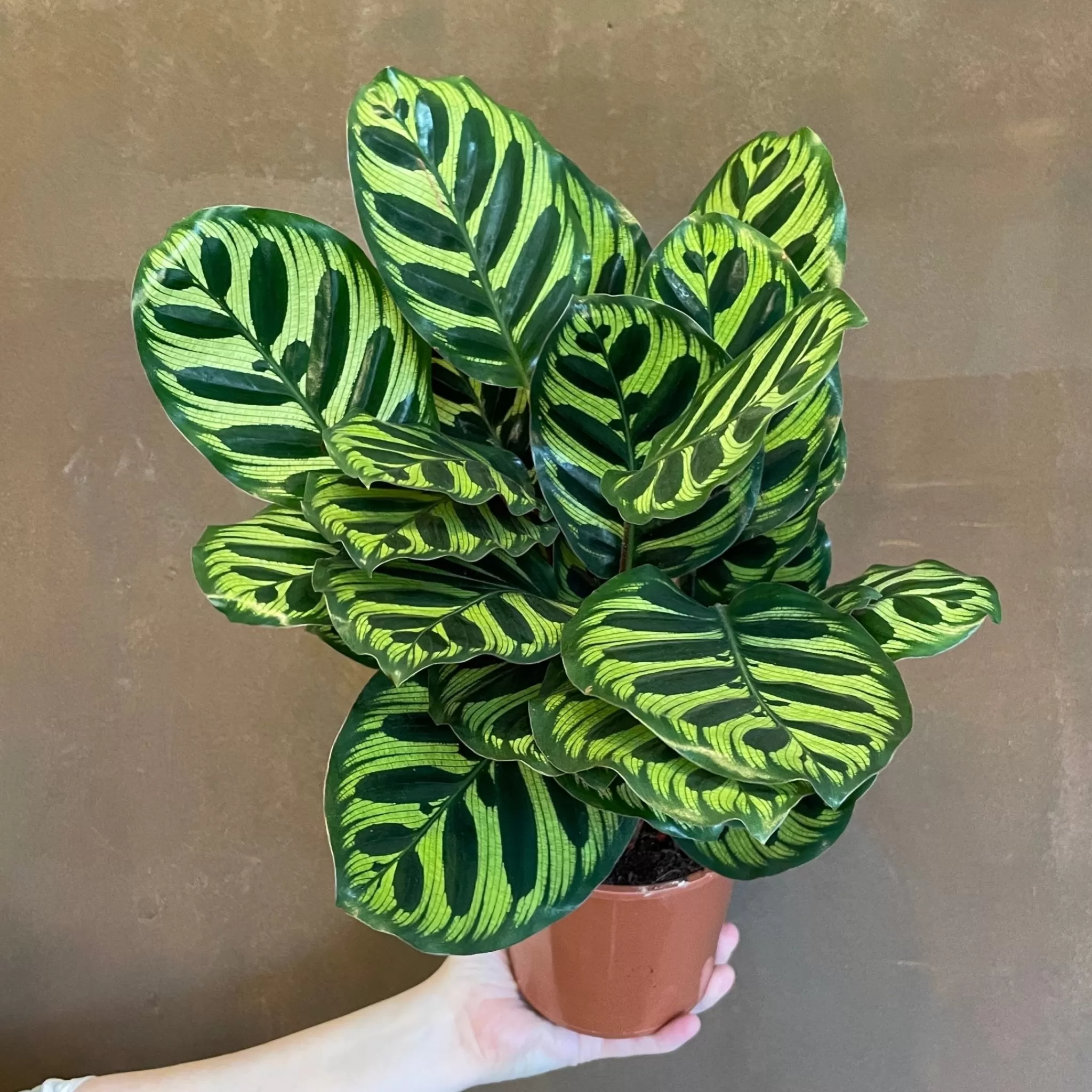 grow urban Calathea Makoyana- Calathea