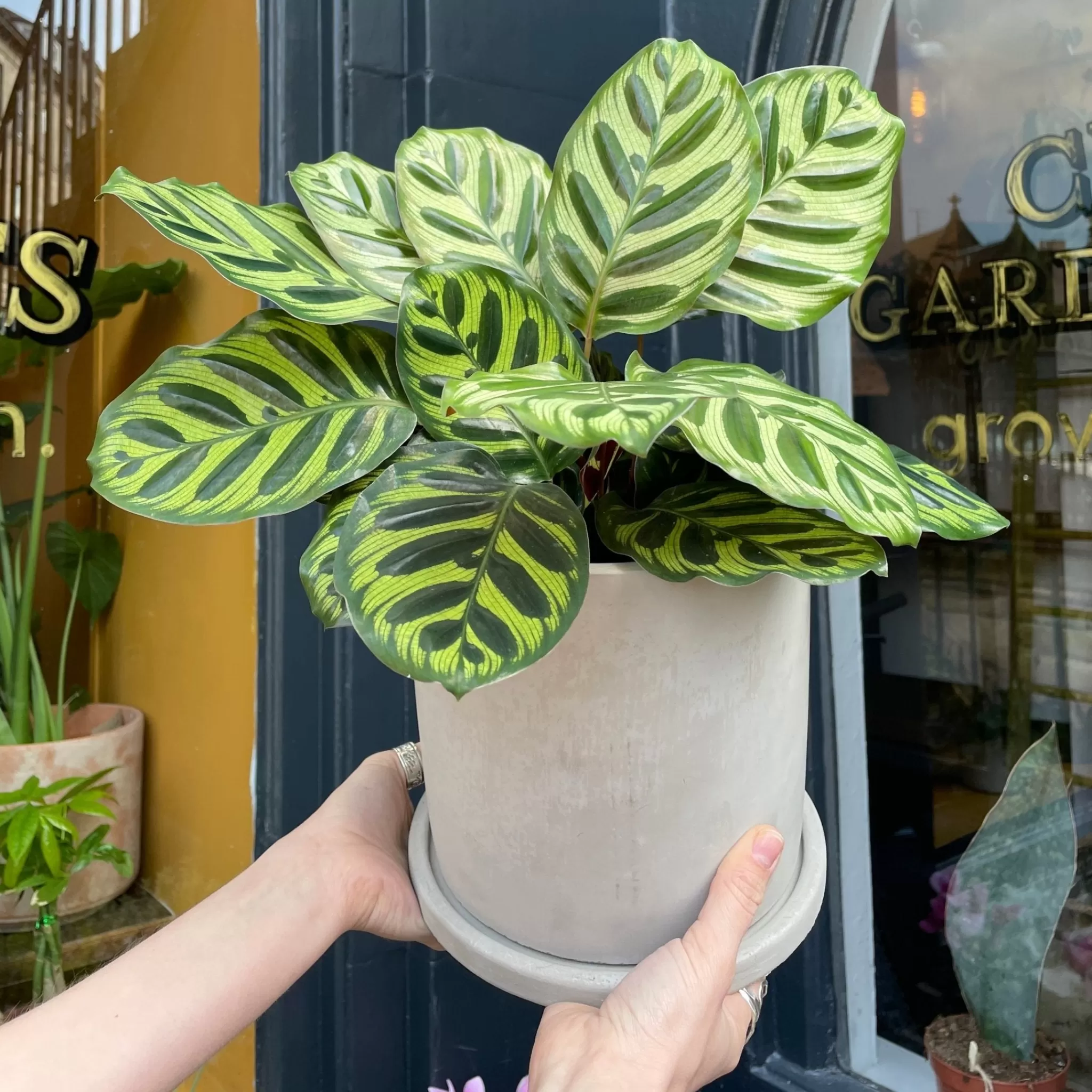 grow urban Calathea Makoyana- Calathea