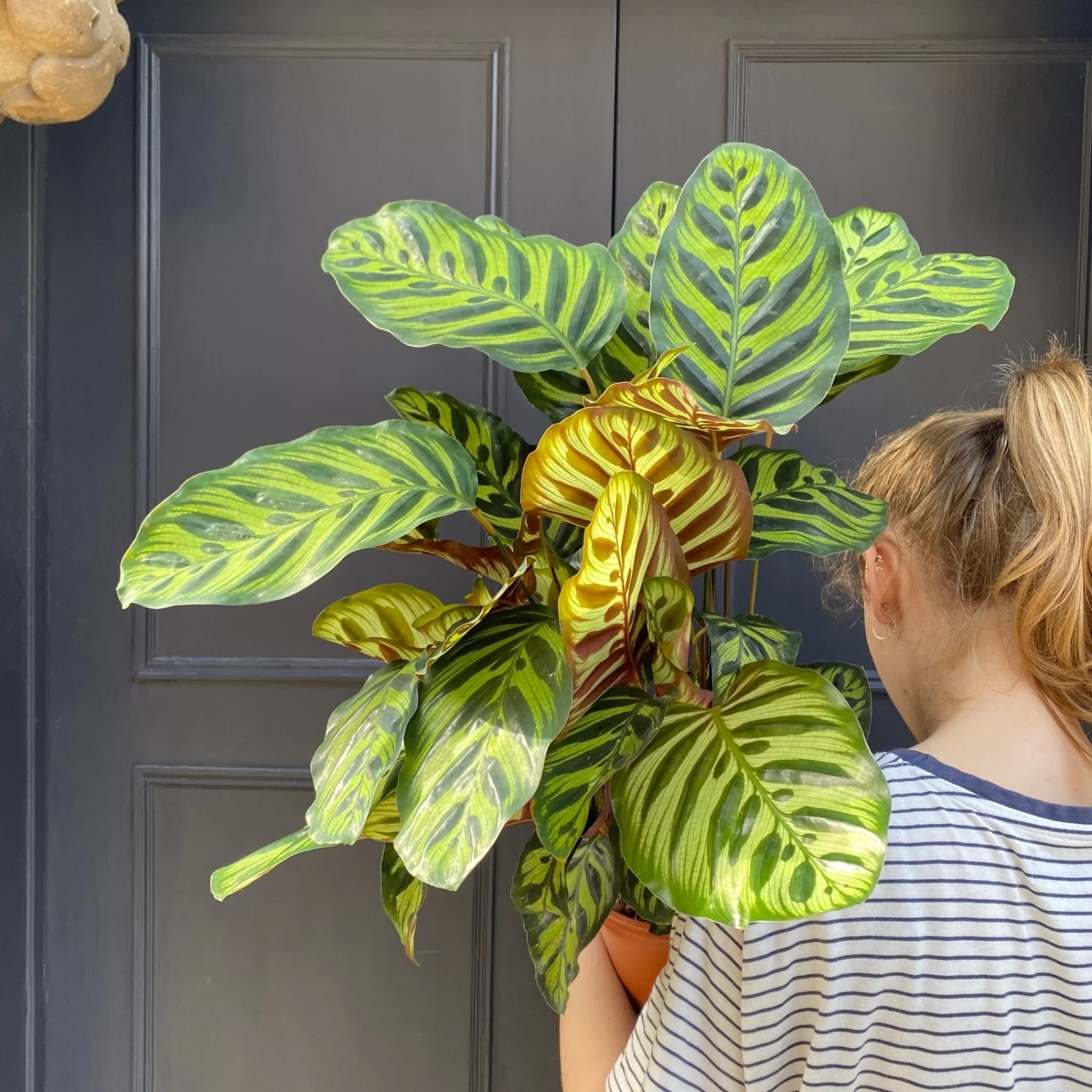 grow urban Calathea Makoyana (21cm Pot)- Calathea