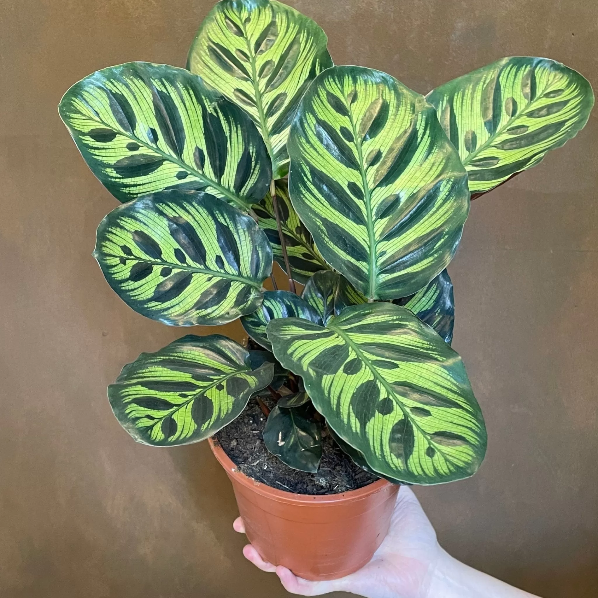 grow urban Calathea Makoyana (17cm Pot)- Calathea