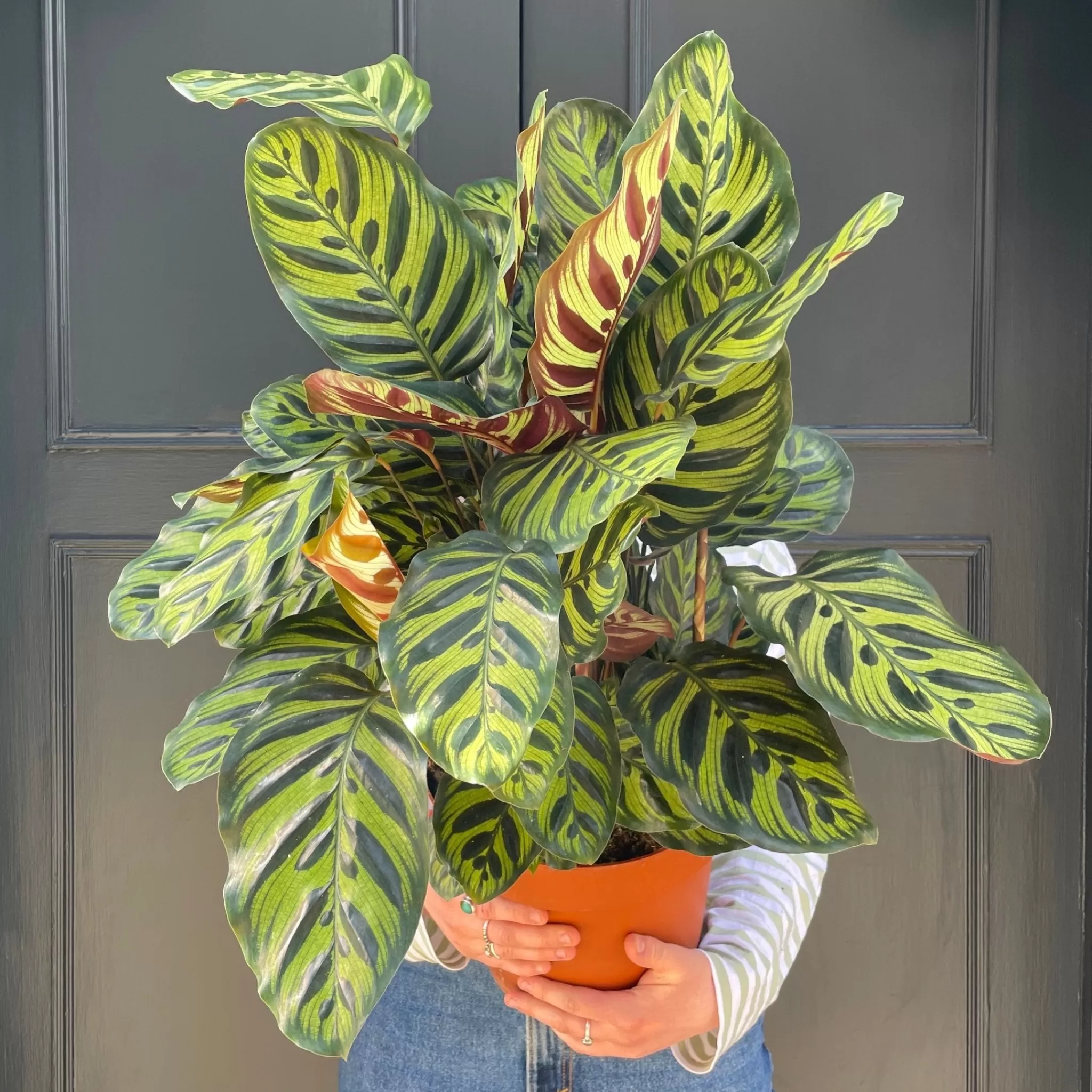 grow urban Calathea Makoyana (24cm Pot)- Calathea