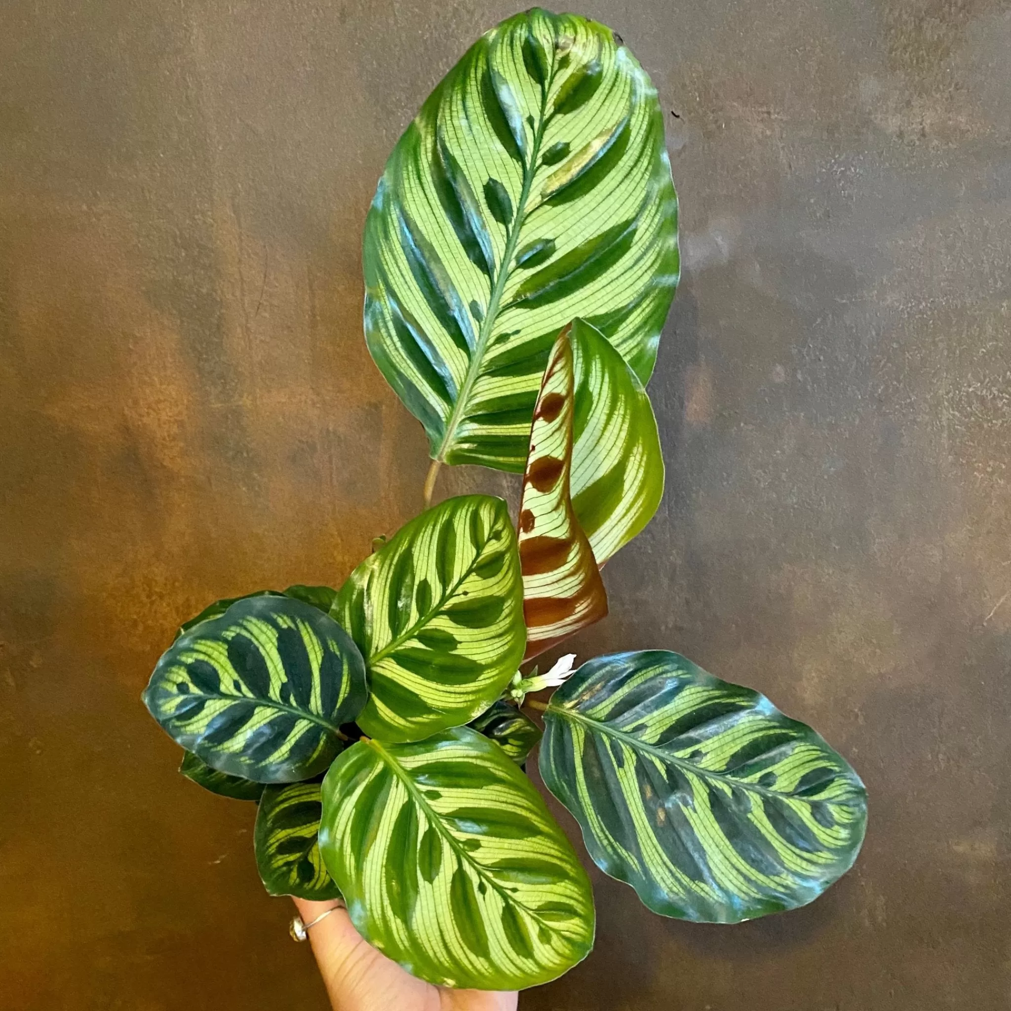 grow urban Calathea Makoyana (11cm Pot)- Calathea