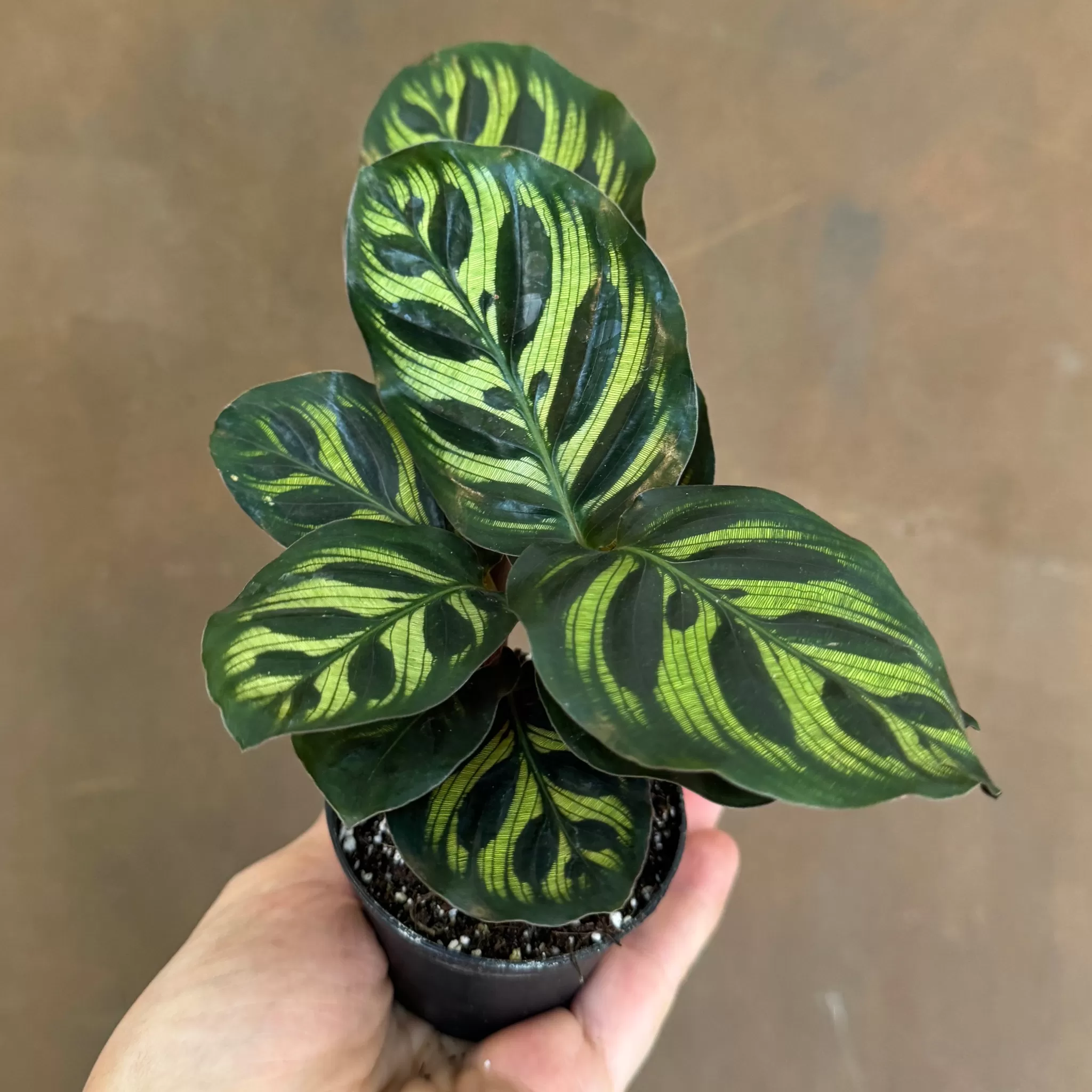 grow urban Calathea Makoyana (7cm Pot)- Calathea