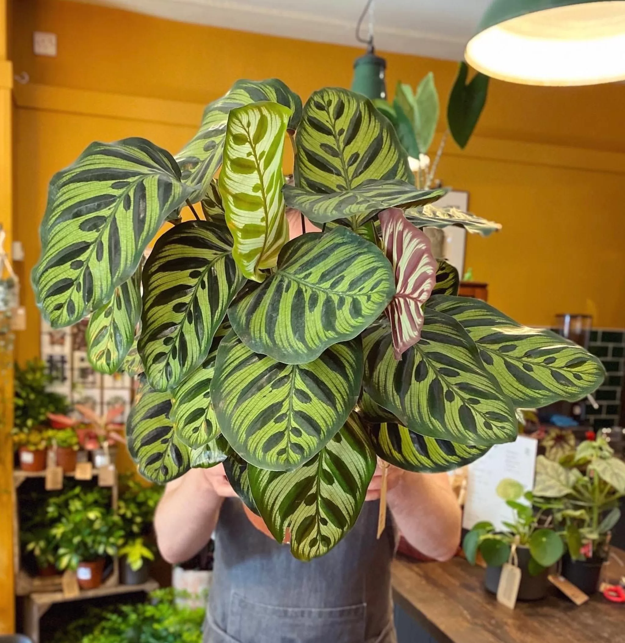 grow urban Calathea Makoyana (21cm Pot)- Calathea