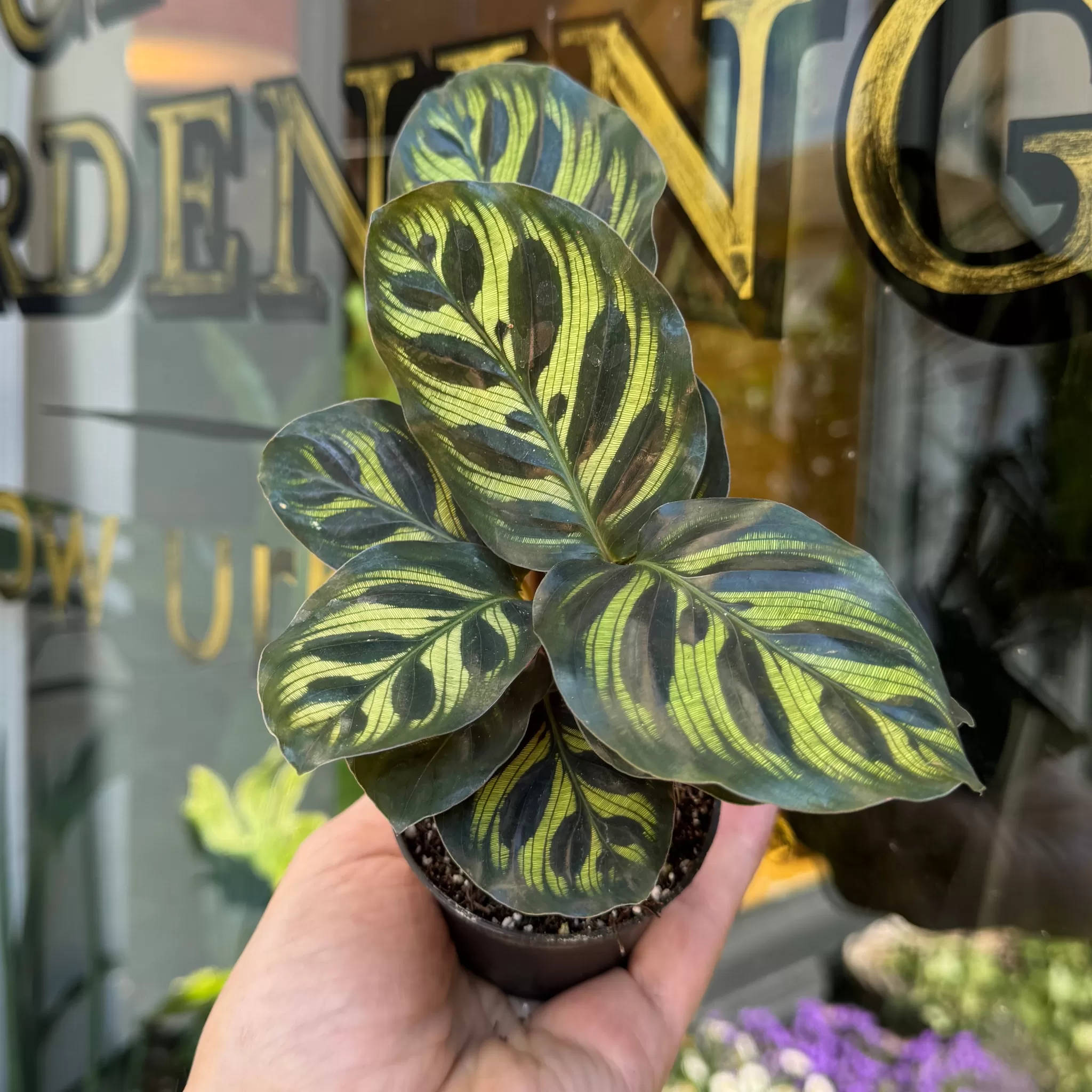 grow urban Calathea Makoyana (7cm Pot)- Calathea