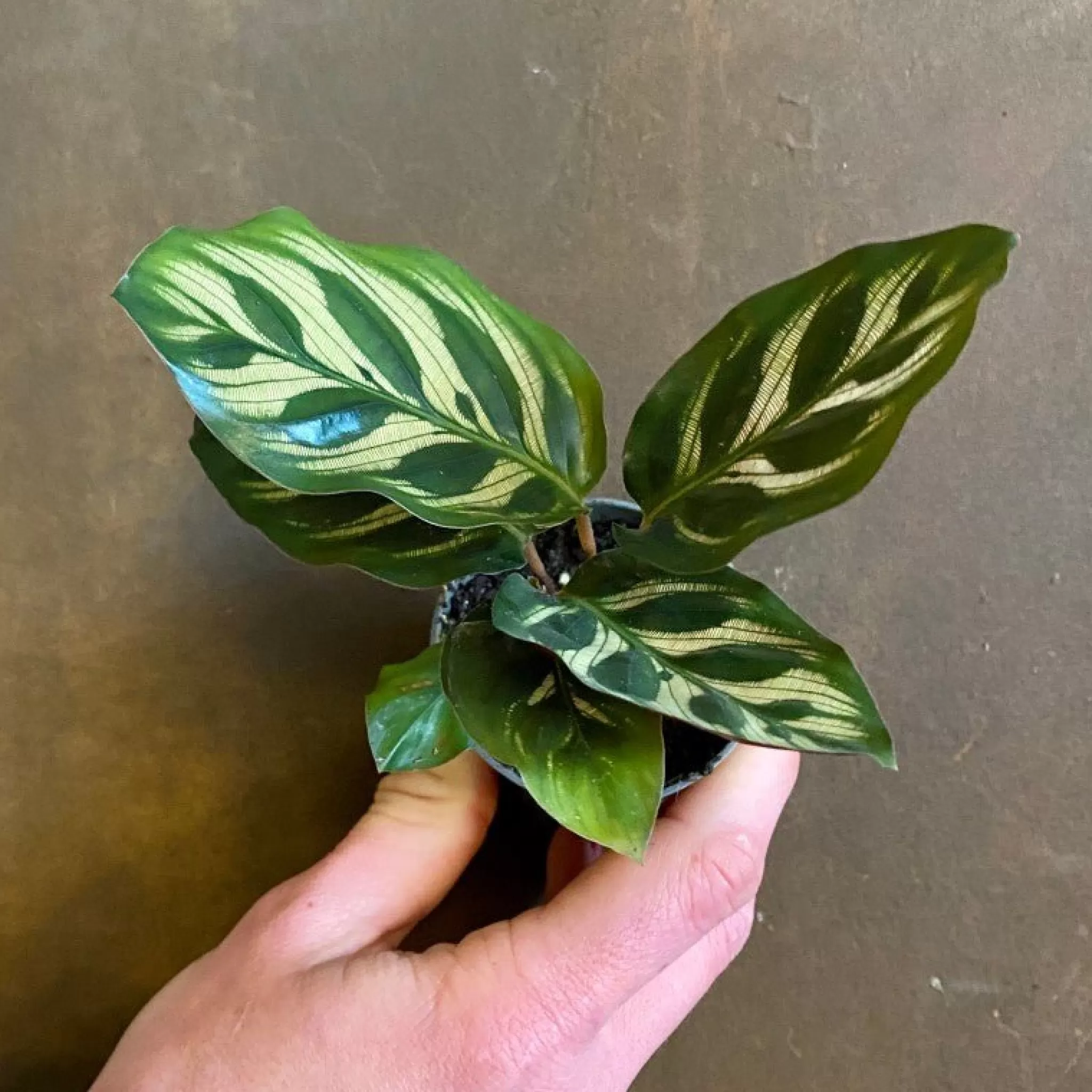 grow urban Calathea Makoyana (mini)- Calathea