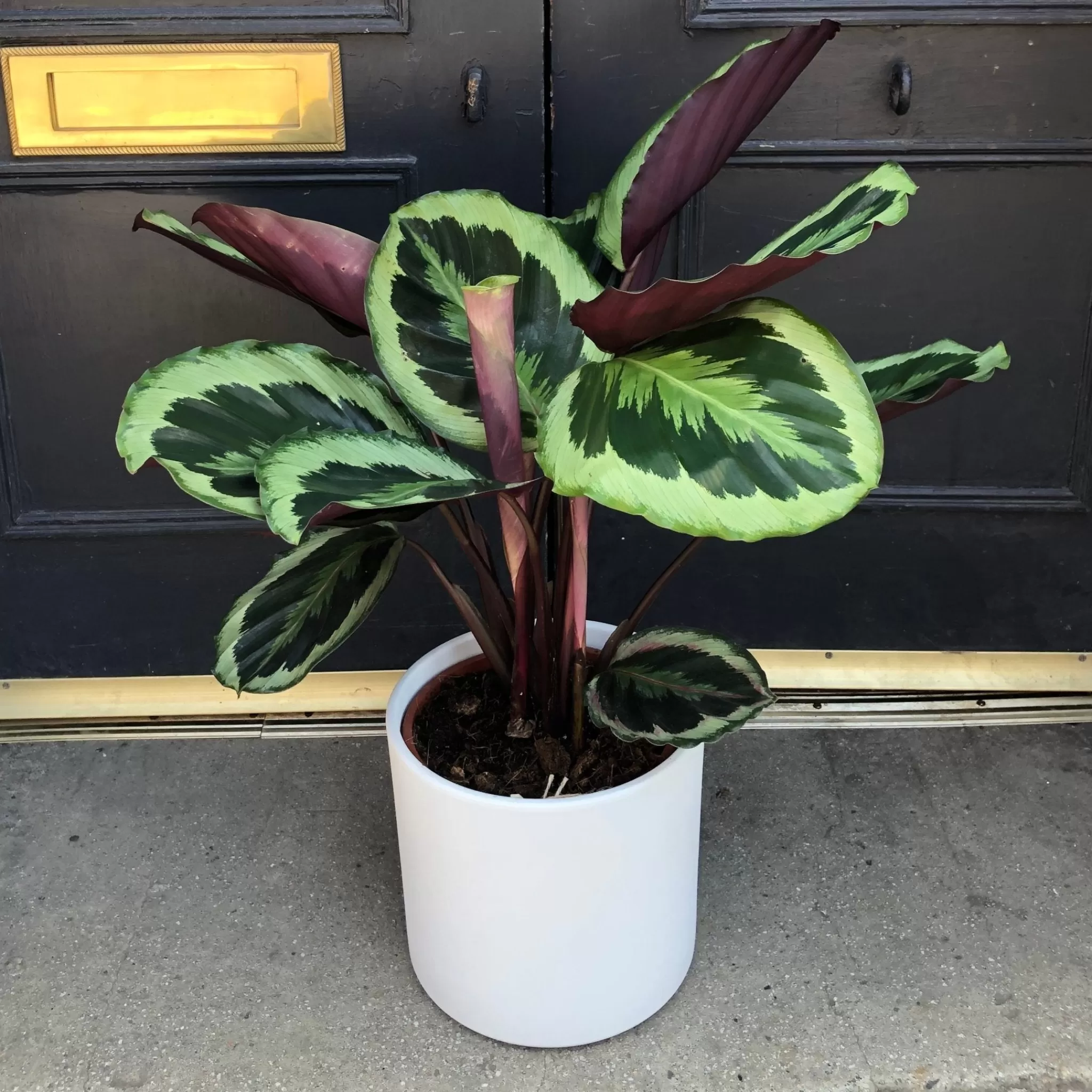 grow urban Calathea ‘Marion’- Calathea