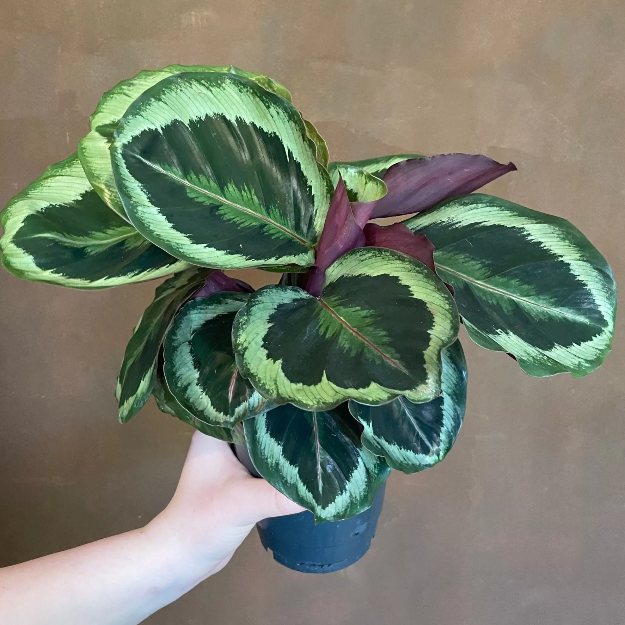 grow urban Calathea ‘Marion’- Calathea