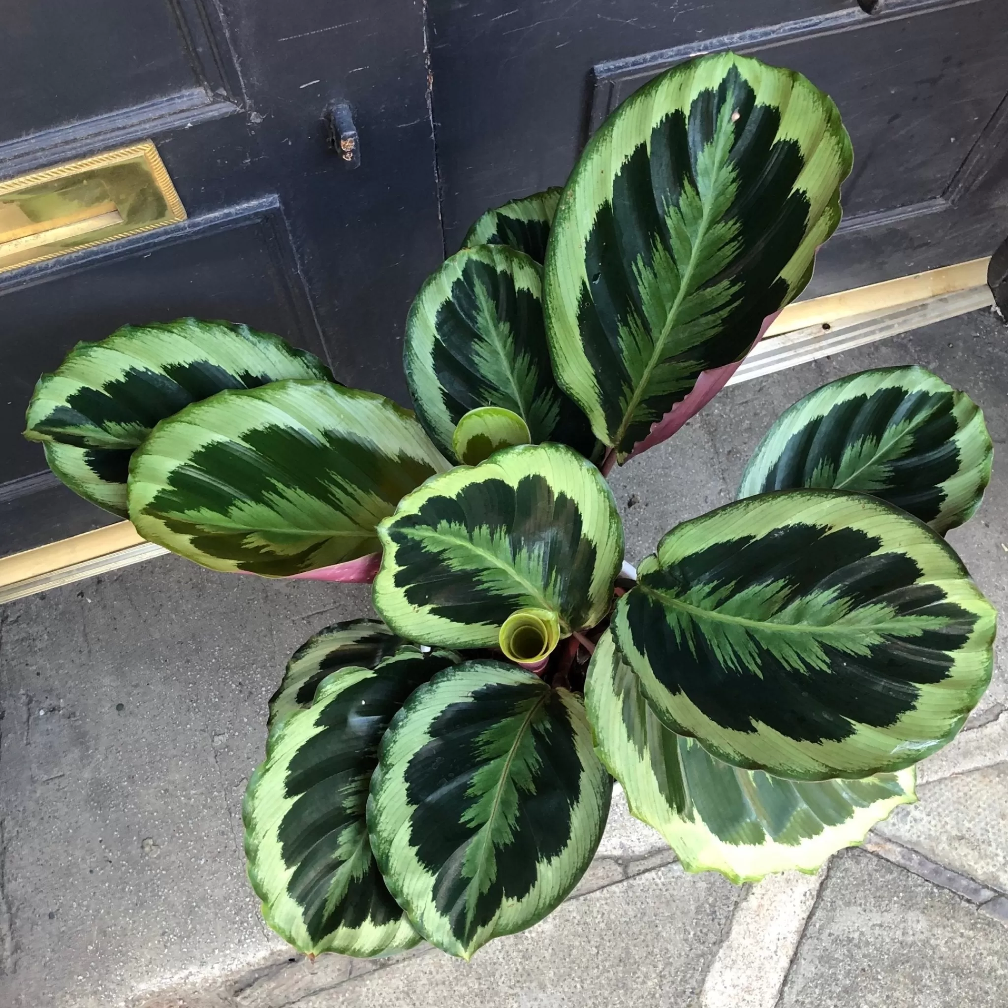 grow urban Calathea ‘Marion’- Calathea