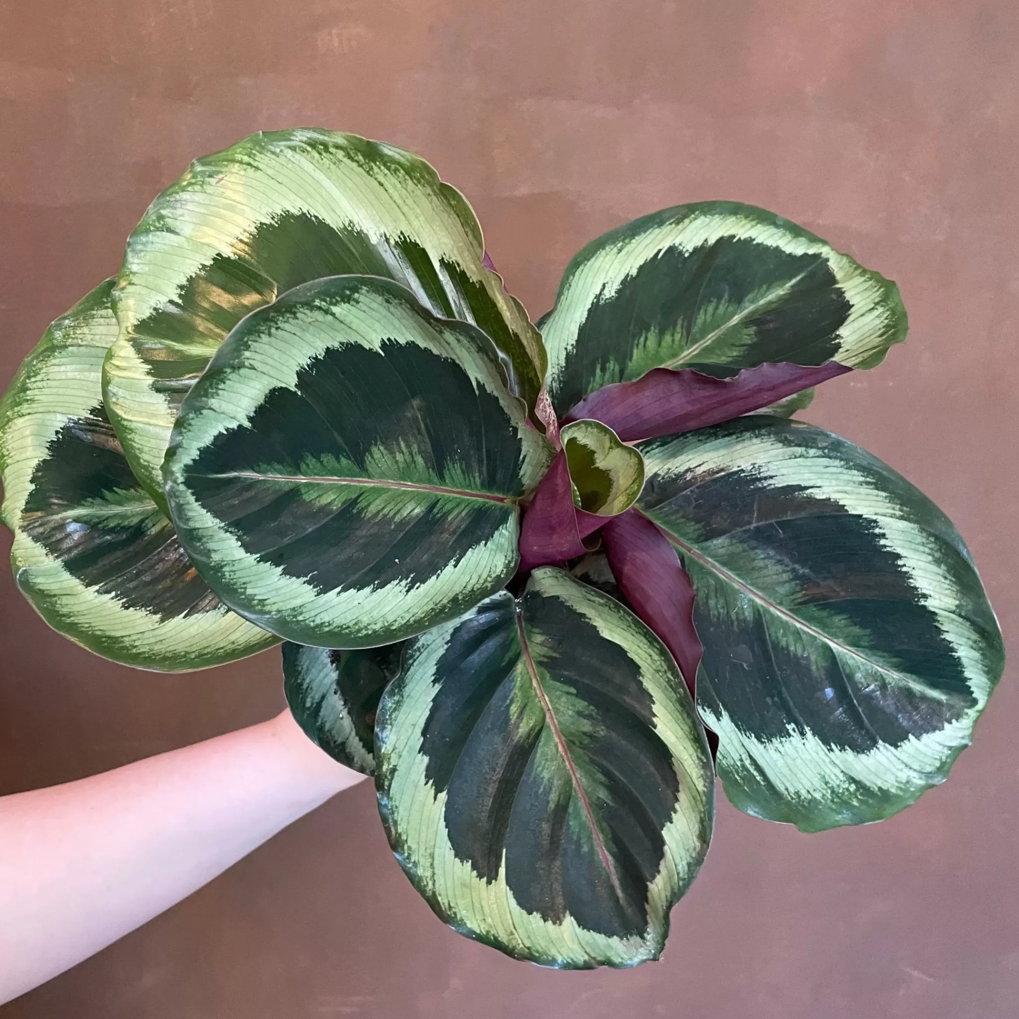 grow urban Calathea ‘Marion’- Calathea