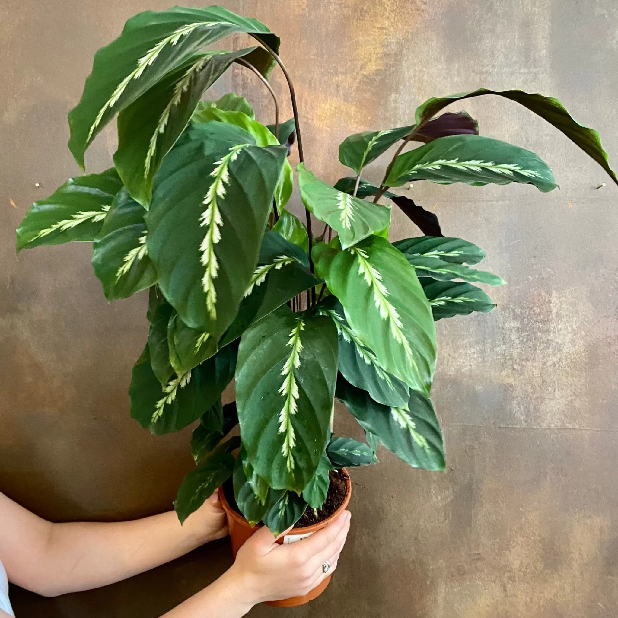 grow urban Calathea ‘Maui Queen’ (17cm Pot)- Calathea