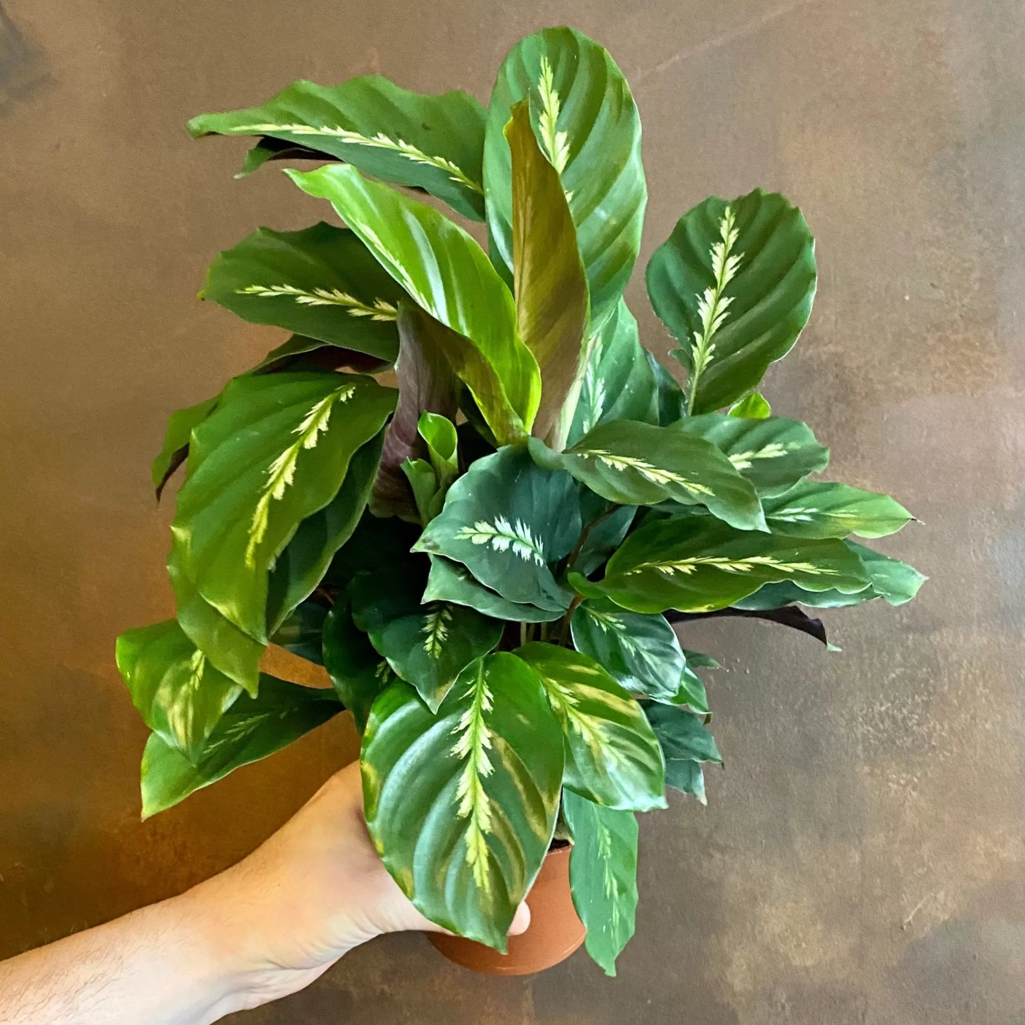 grow urban Calathea ‘Maui Queen’ (12cm Pot)- Calathea