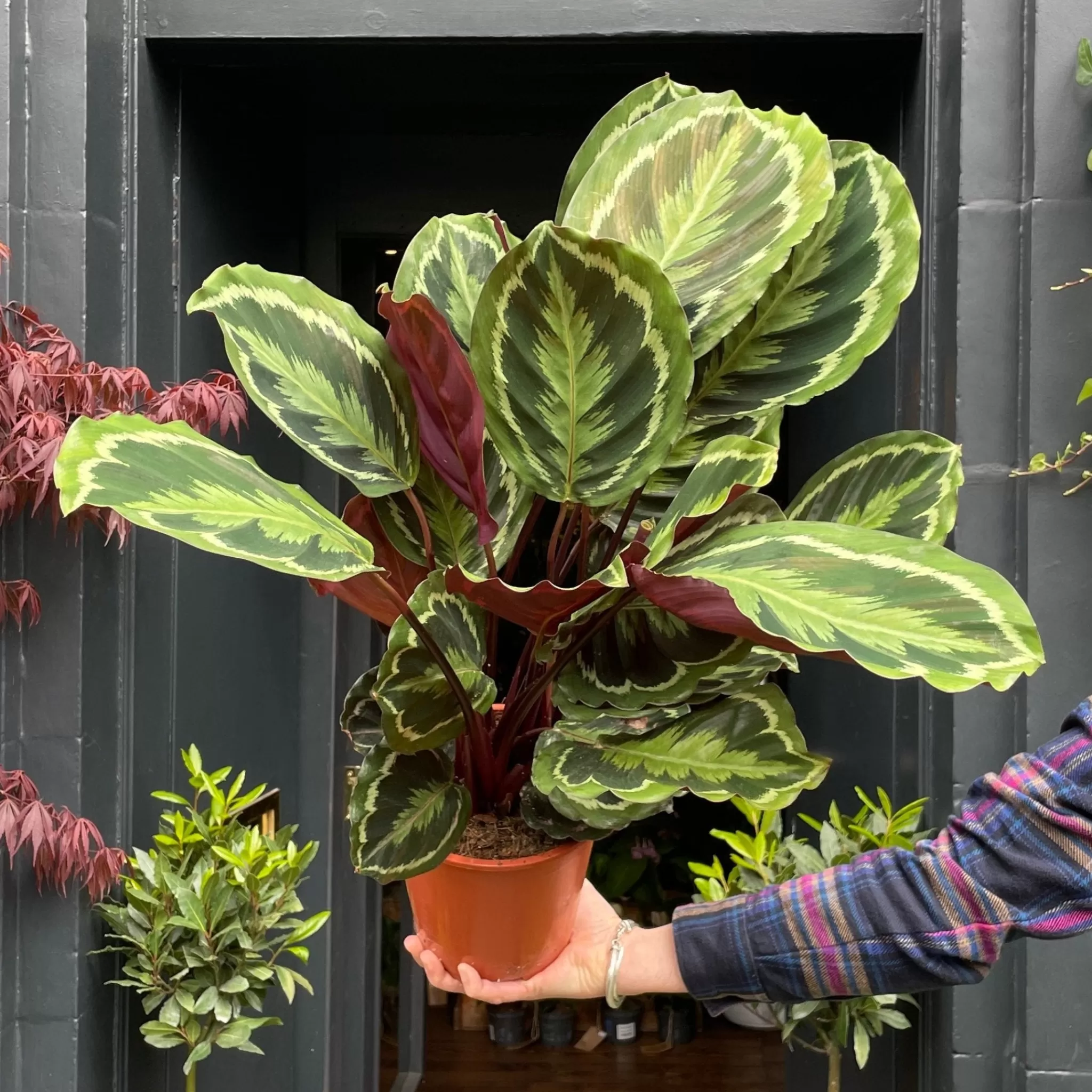 grow urban Calathea ‘Medallion’- Calathea