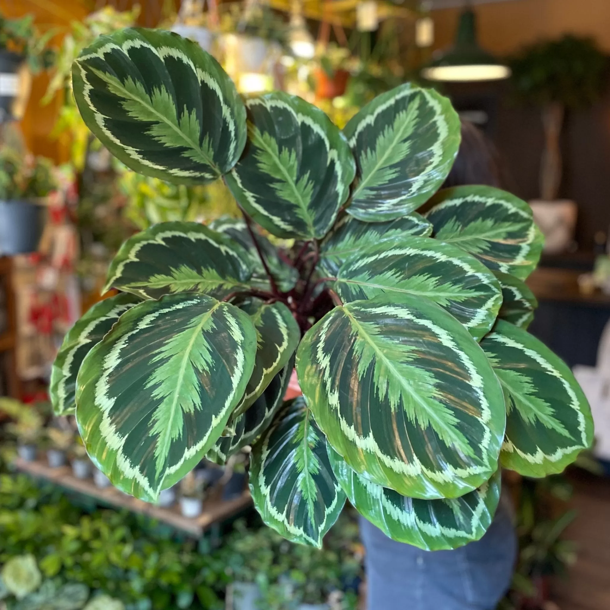 grow urban Calathea ‘Medallion’- Calathea