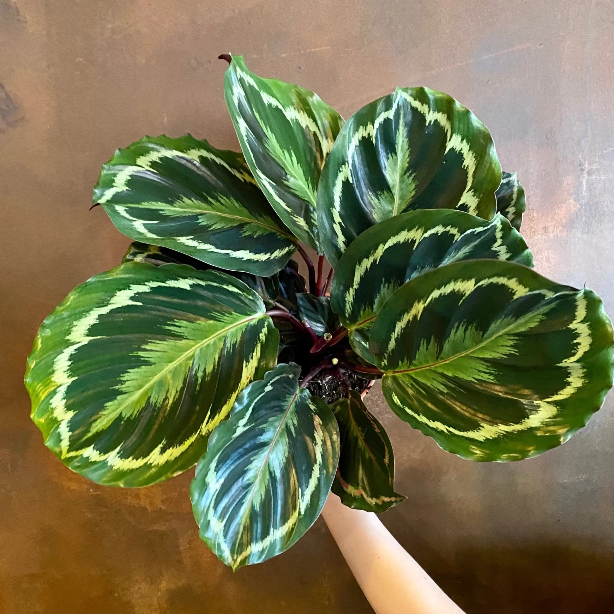 grow urban Calathea ‘Medallion’ (14cm Pot)- Calathea