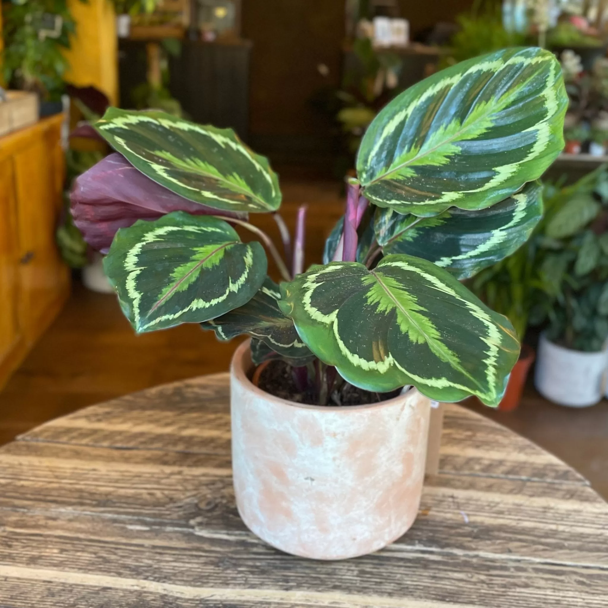 grow urban Calathea ‘Medallion’ (14cm Pot)- Calathea