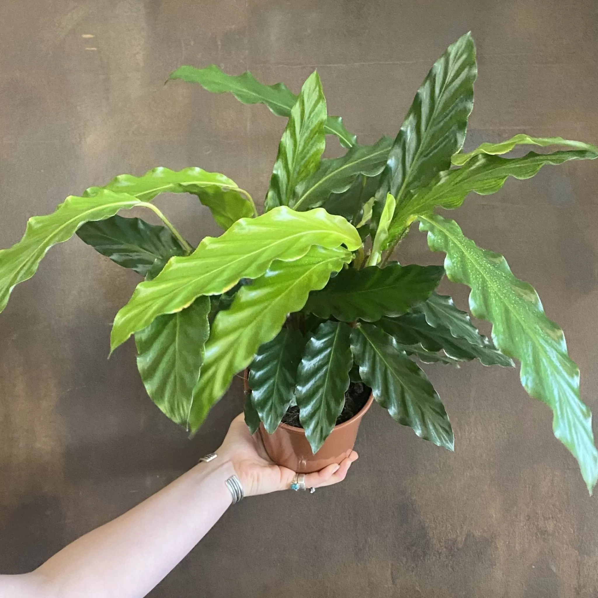 grow urban Calathea 'Mirosha' (14cm Pot)- Calathea