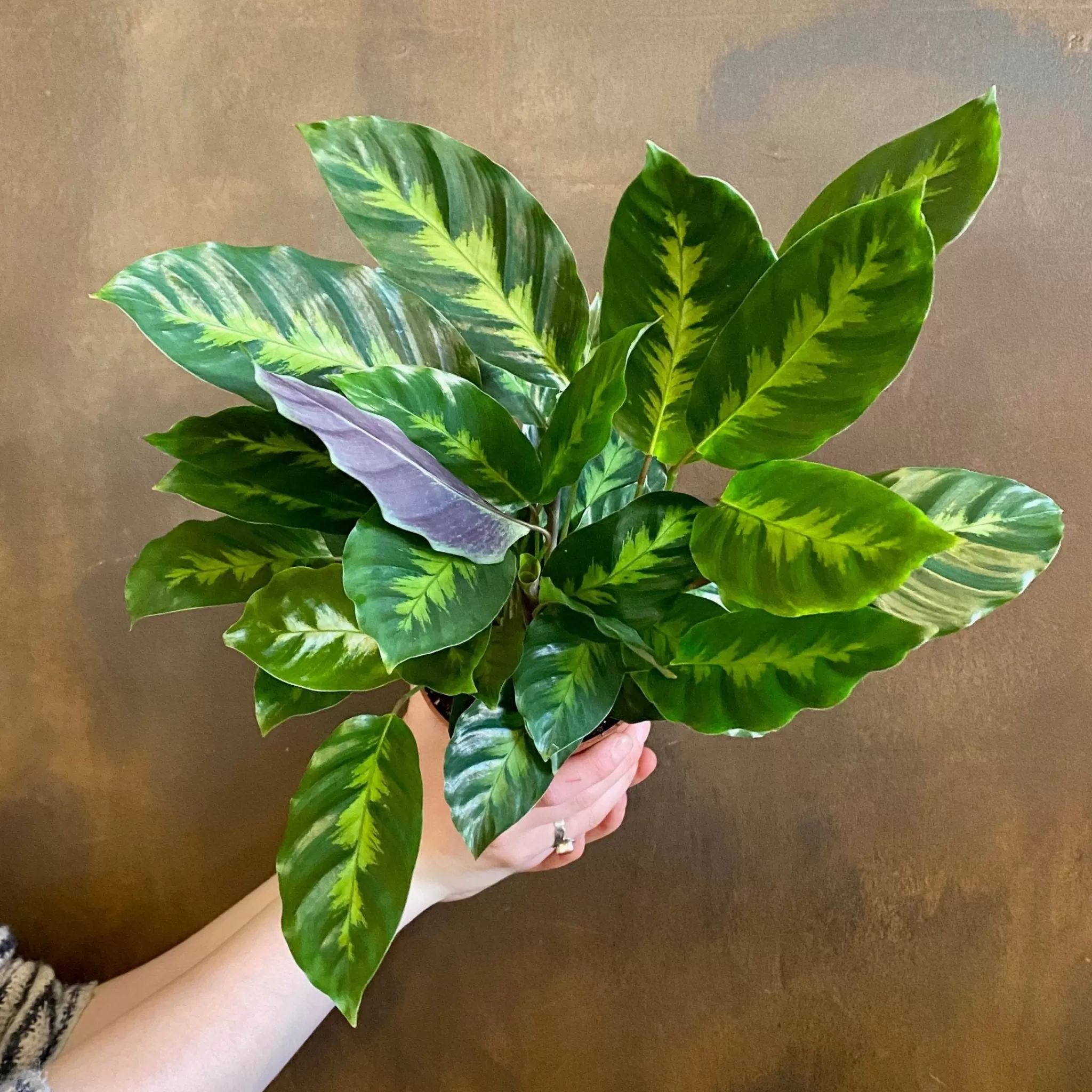 grow urban Calathea ‘Misto’- Calathea