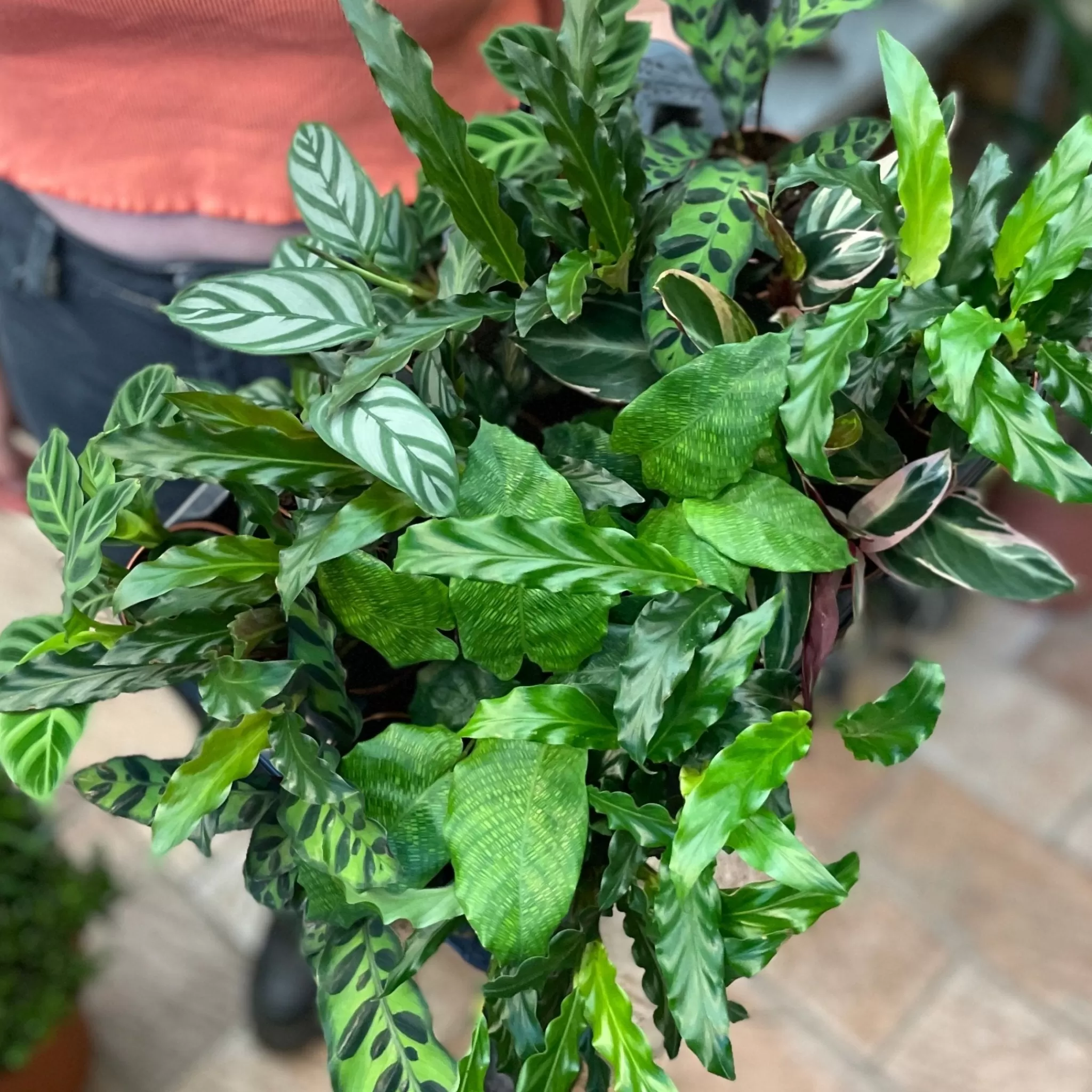 grow urban Calathea Mix (7cm Pot) - Lucky Dip- Calathea