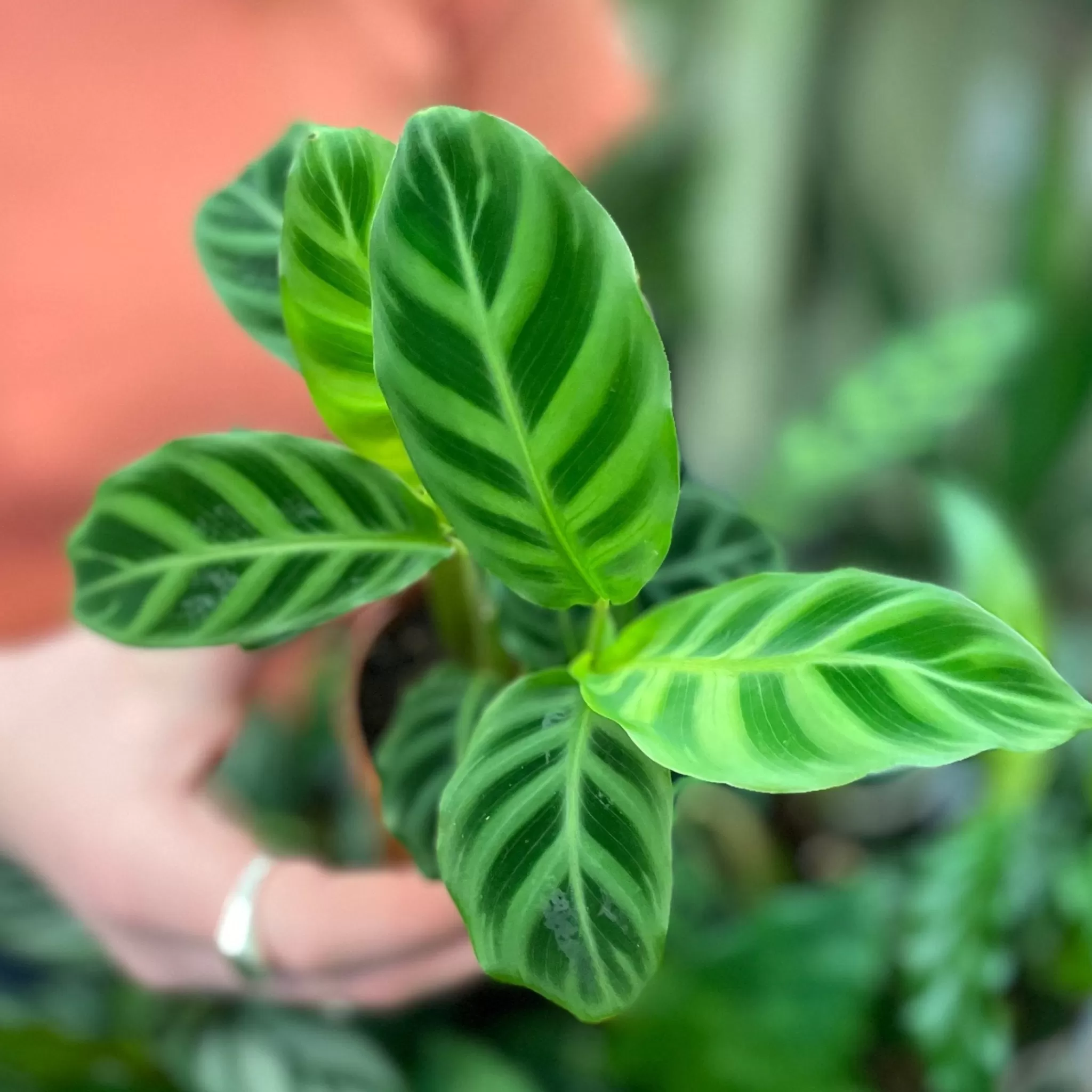 grow urban Calathea Mix (7cm Pot) - Lucky Dip- Calathea