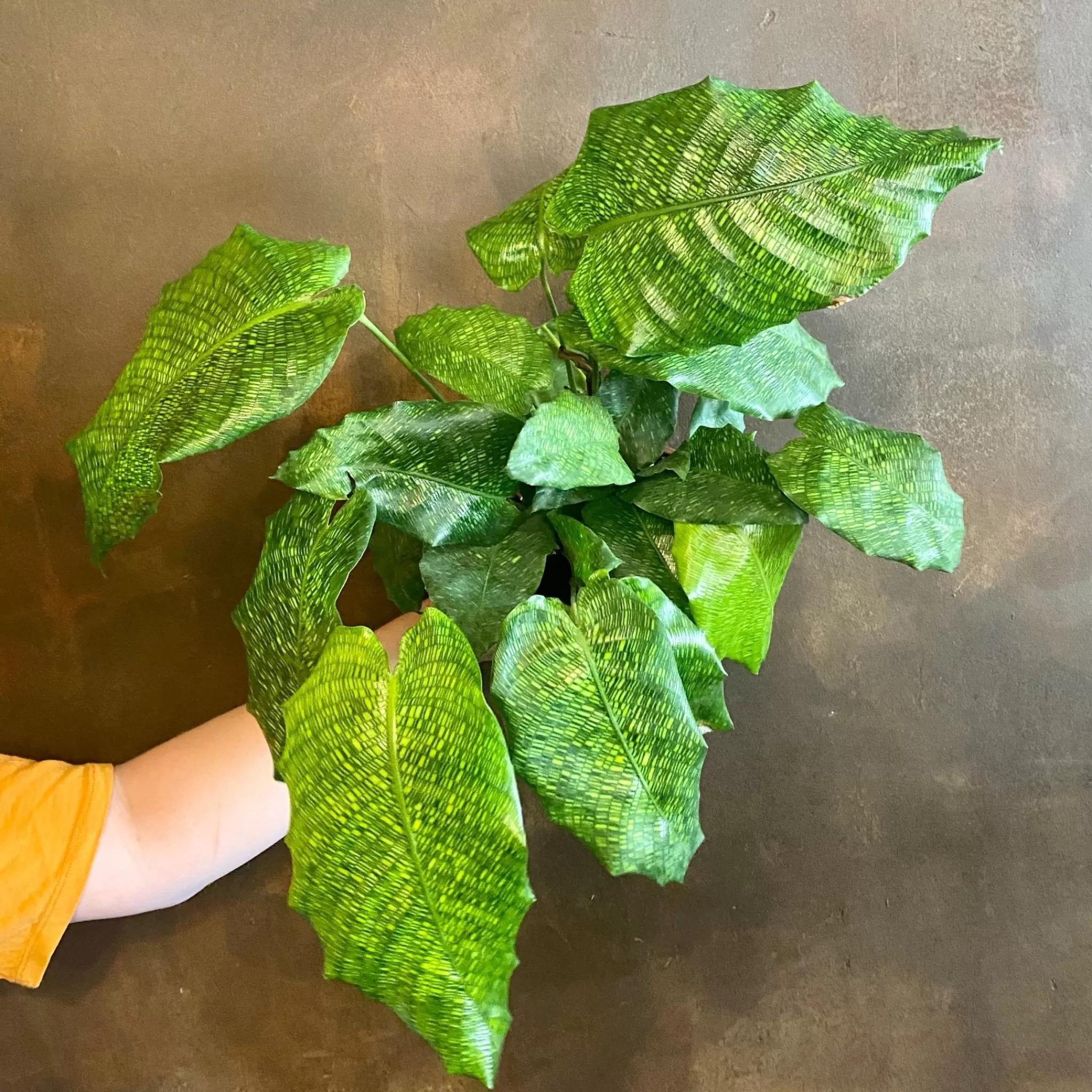grow urban Calathea ‘Network’ (14cm Pot)- Calathea