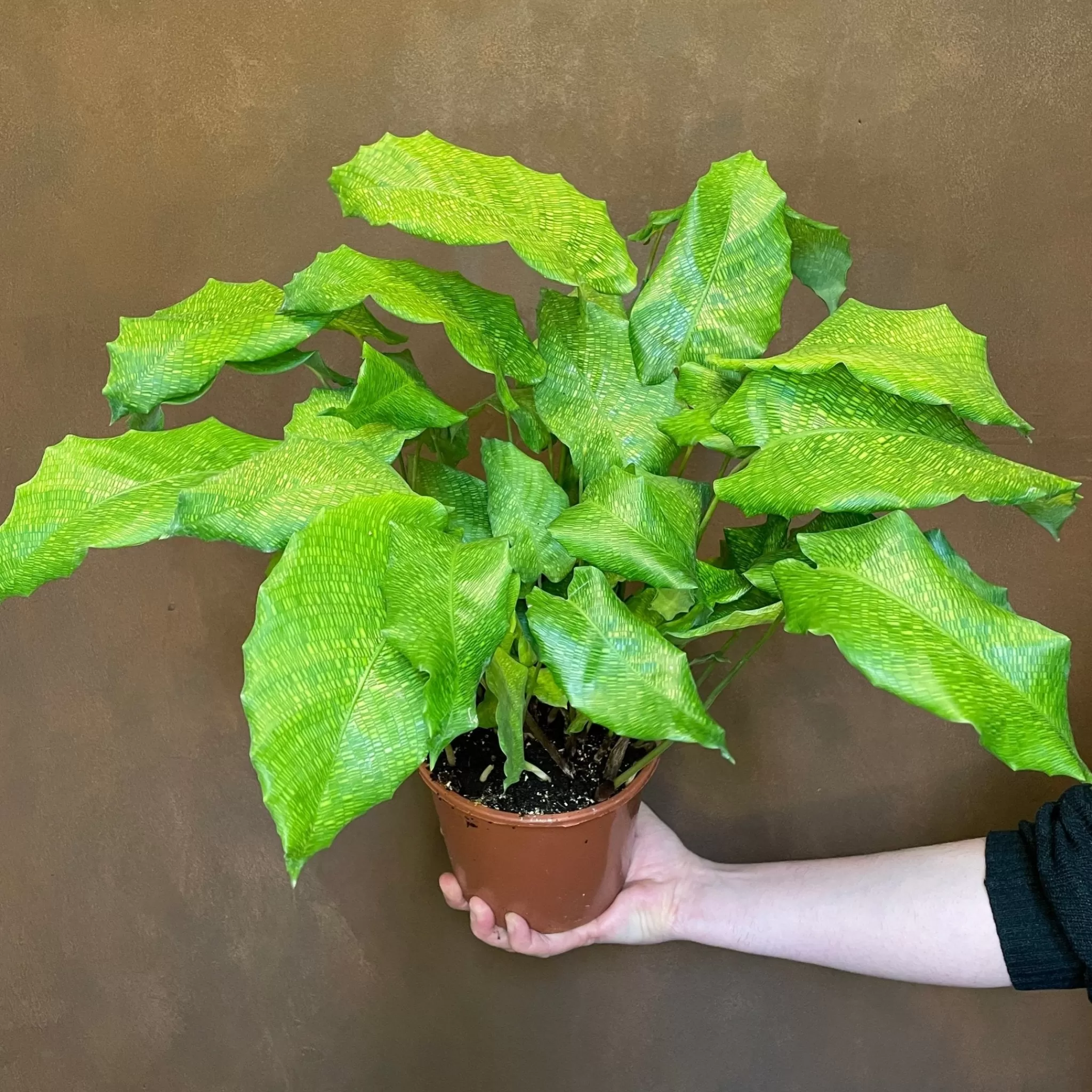 grow urban Calathea ‘Network’ (17cm Pot)- Calathea
