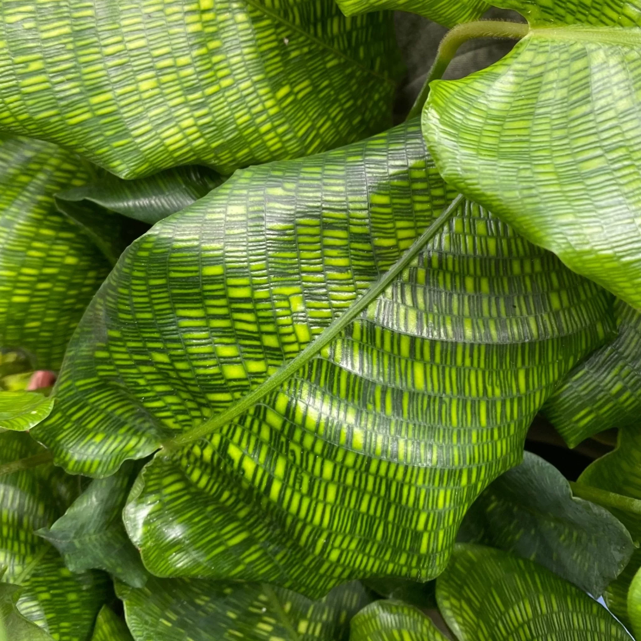 grow urban Calathea ‘Network’ (14cm Pot)- Calathea
