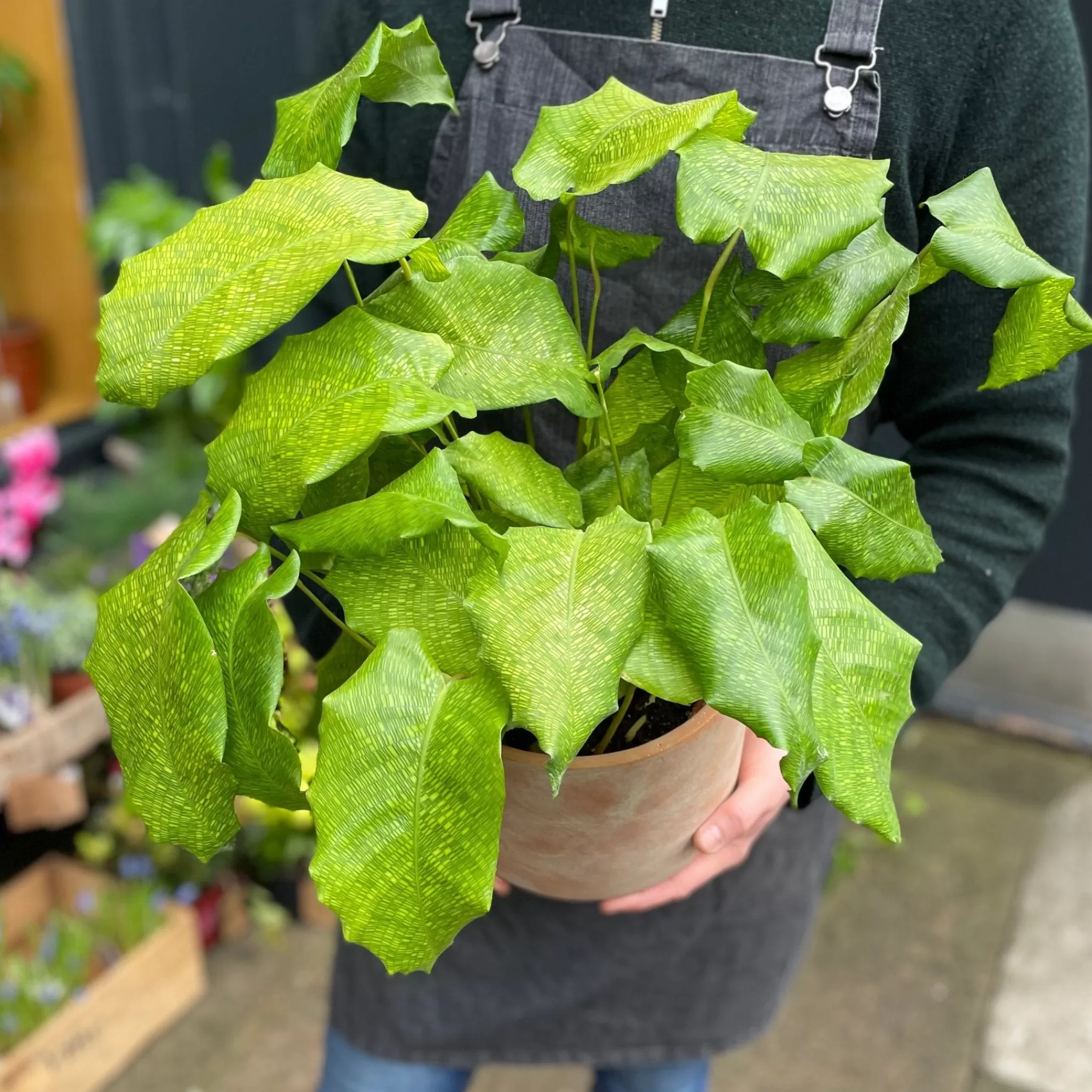grow urban Calathea ‘Network’ (17cm Pot)- Calathea