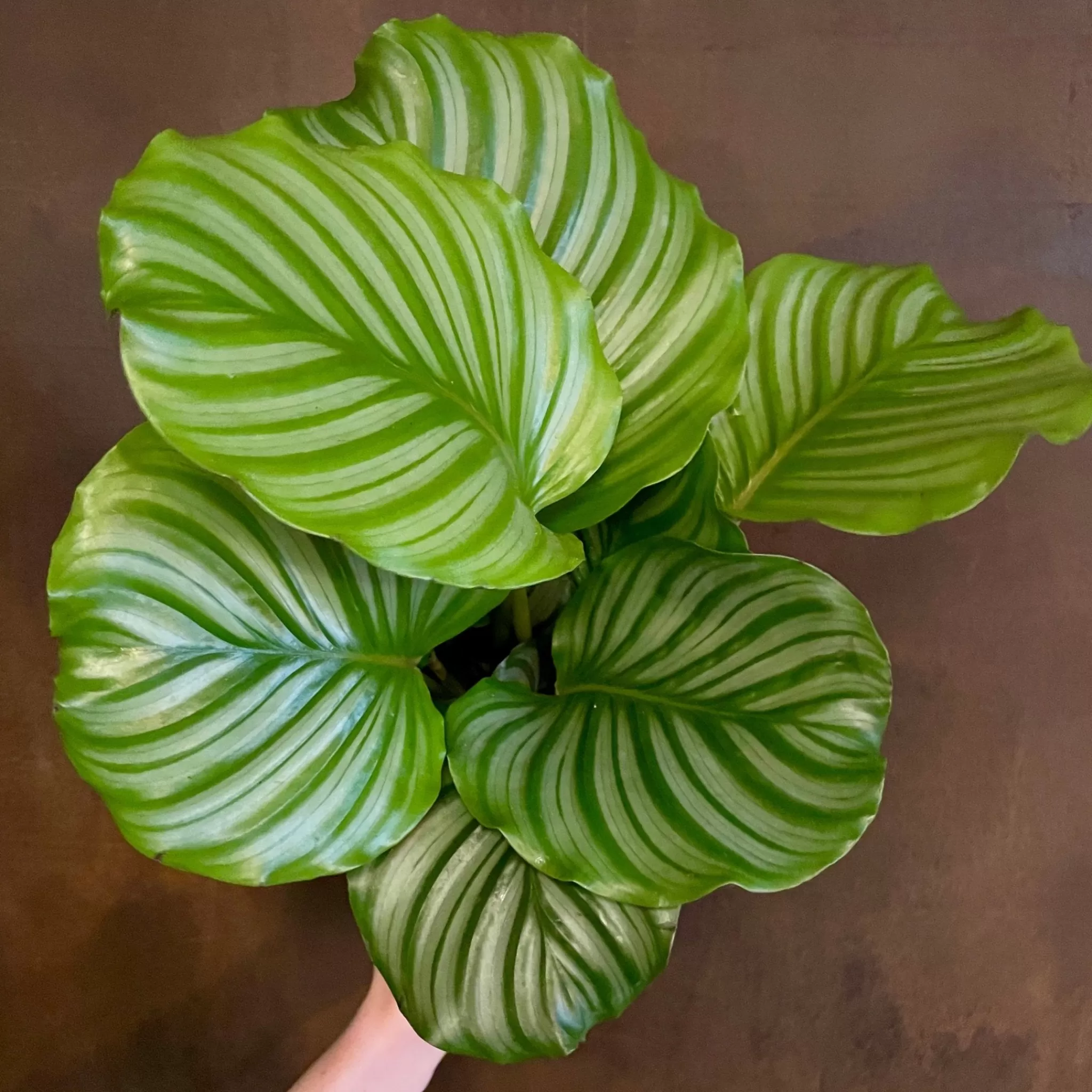 grow urban Calathea Orbifolia- Calathea